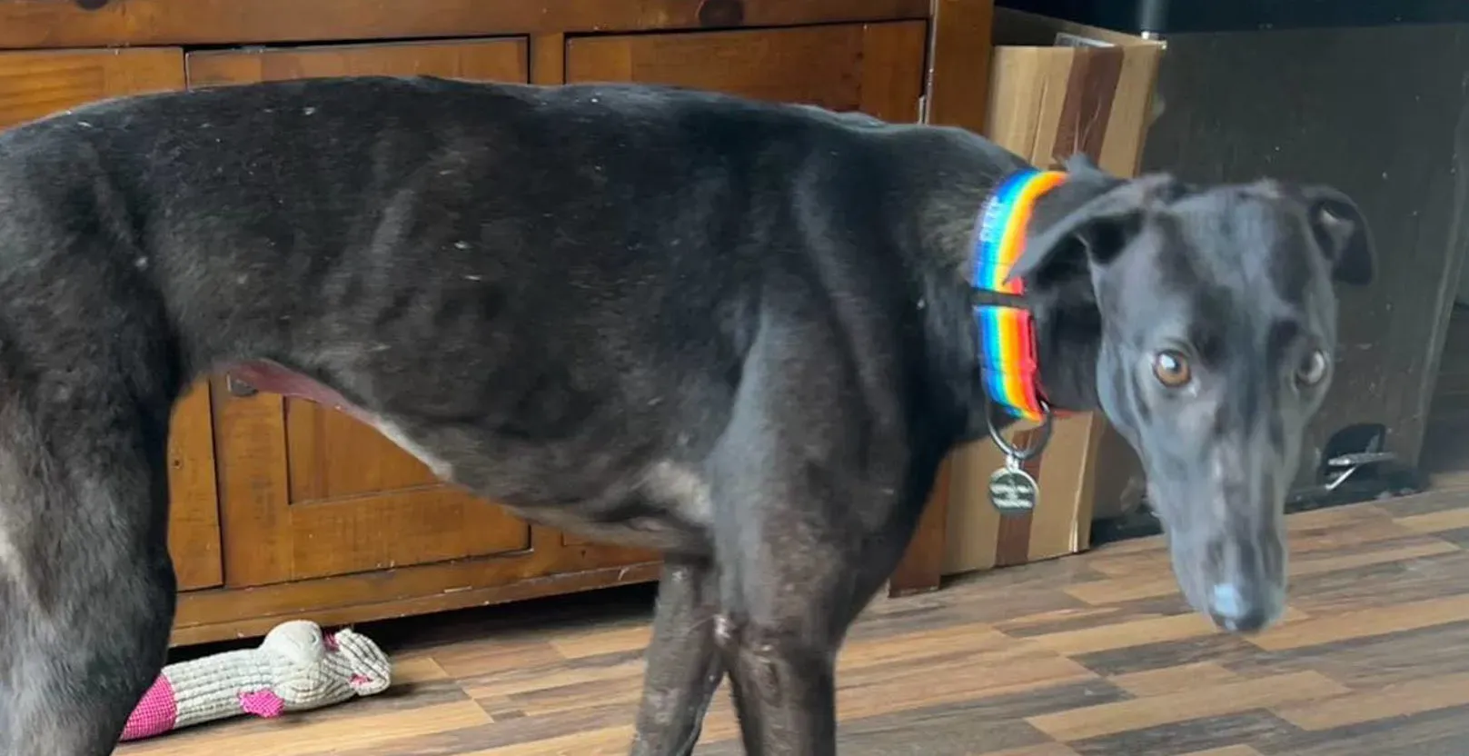 Cara adozione greyhound 6 e1708535415644