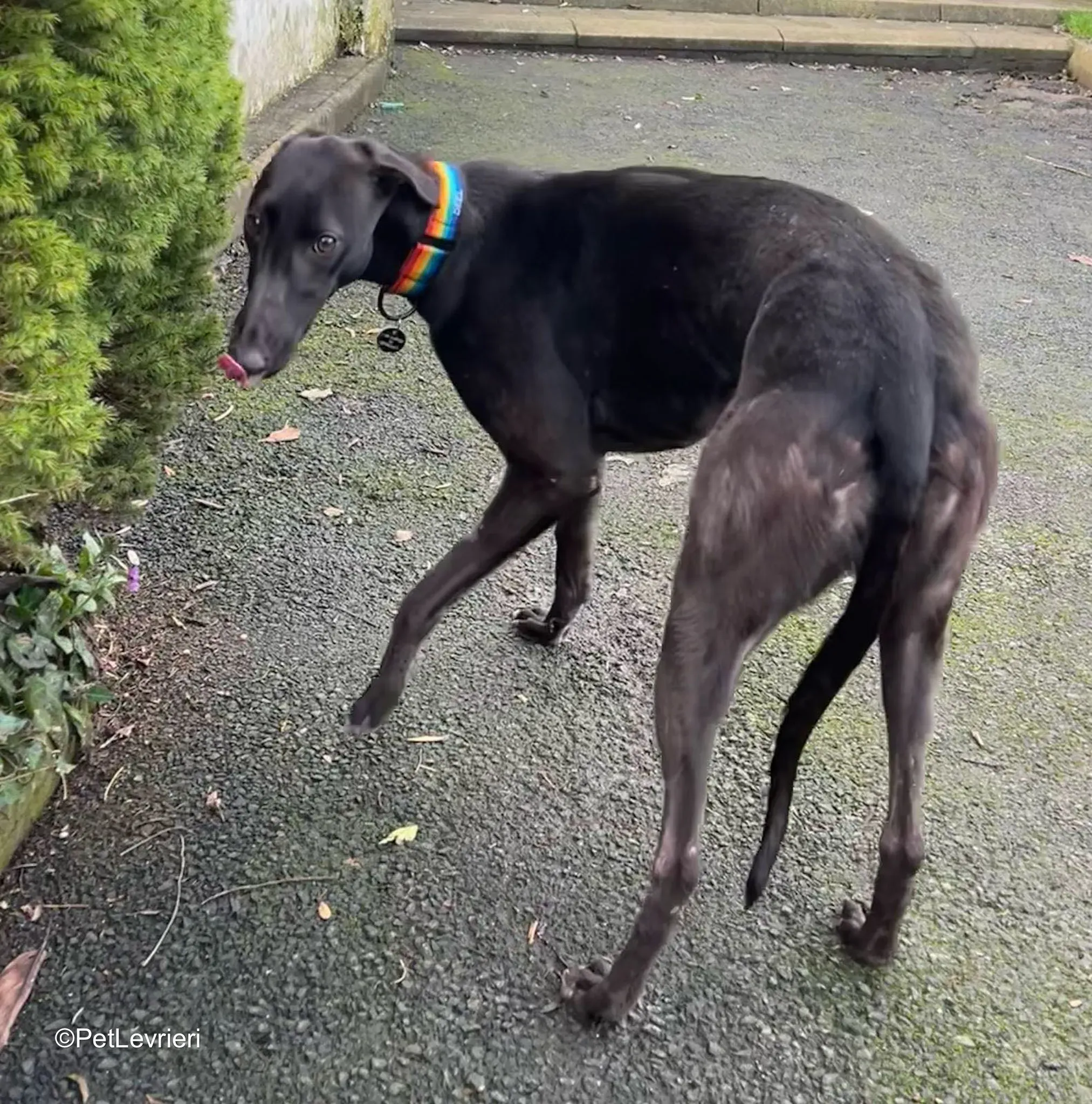 Cara adozione greyhound 7