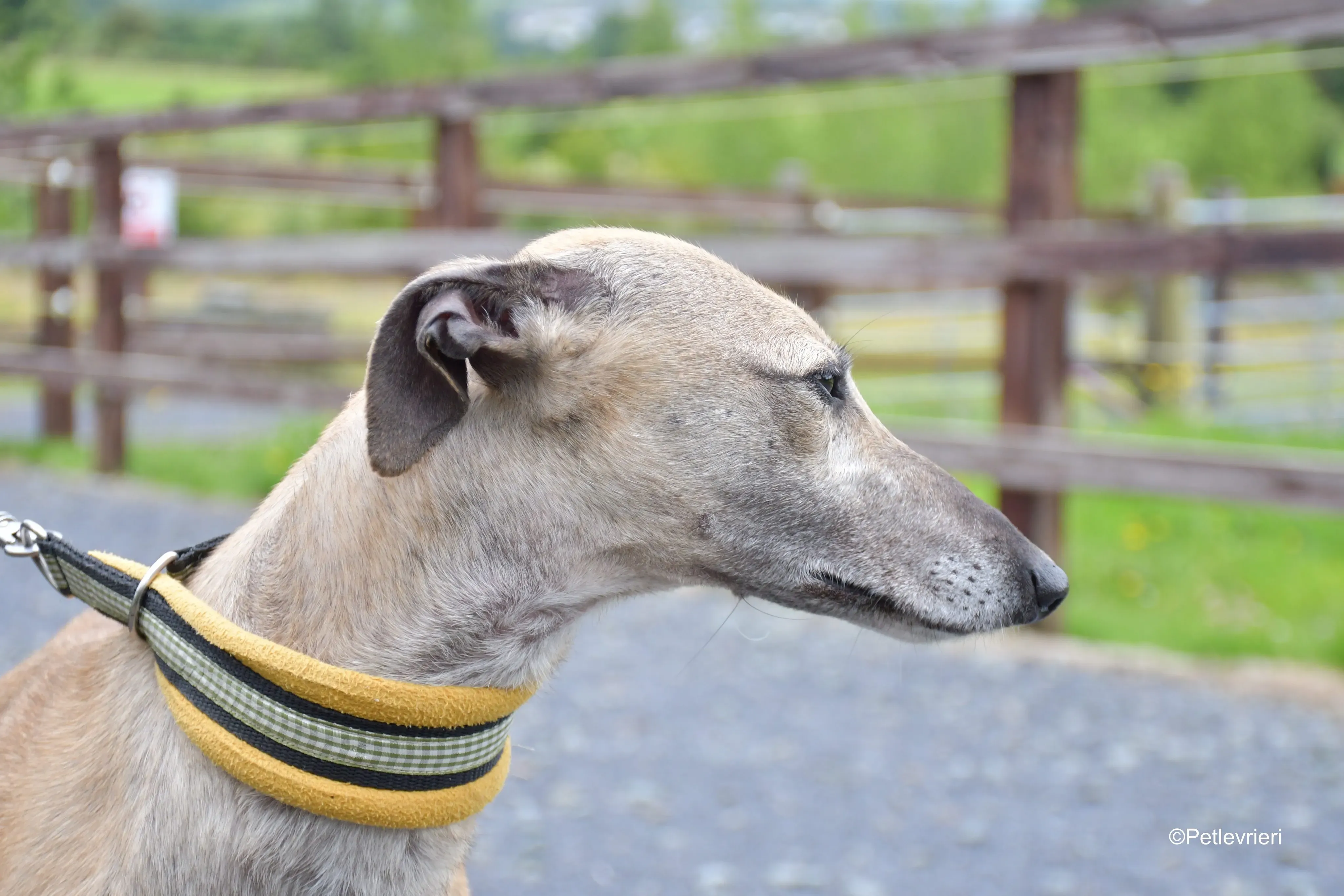 Cara adozione levrieri greyhound 1