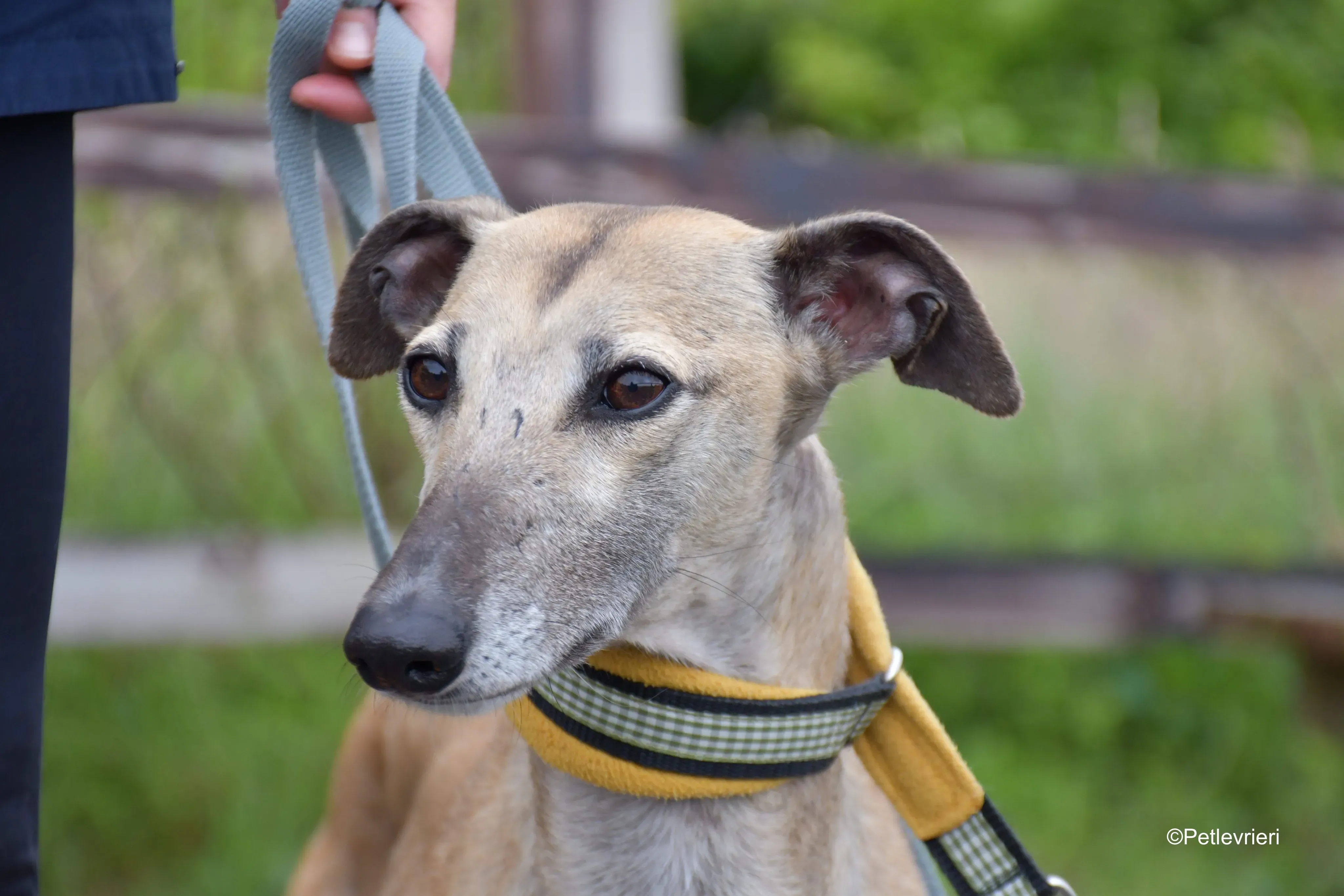 Cara adozione levrieri greyhound 10