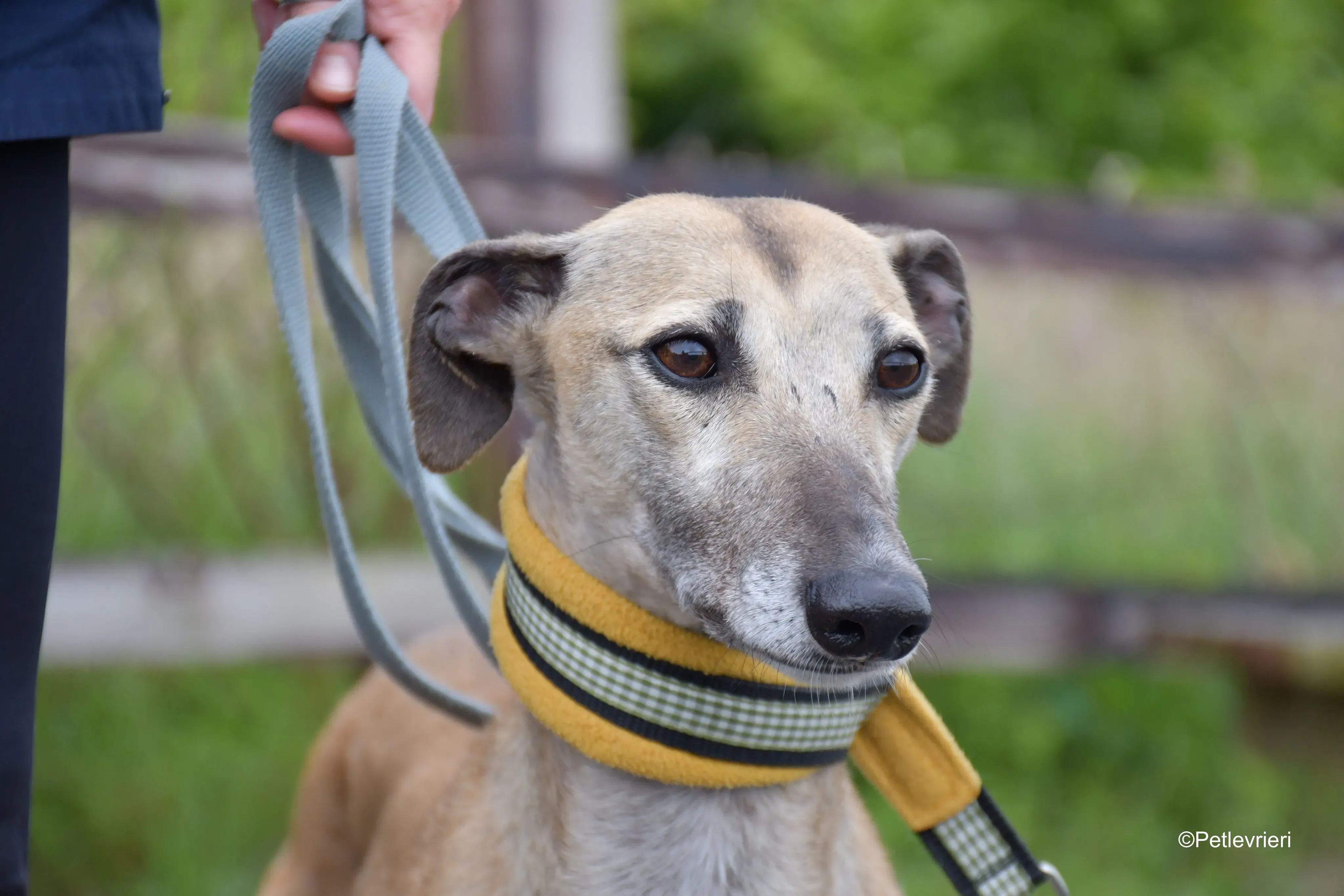 Cara adozione levrieri greyhound 11