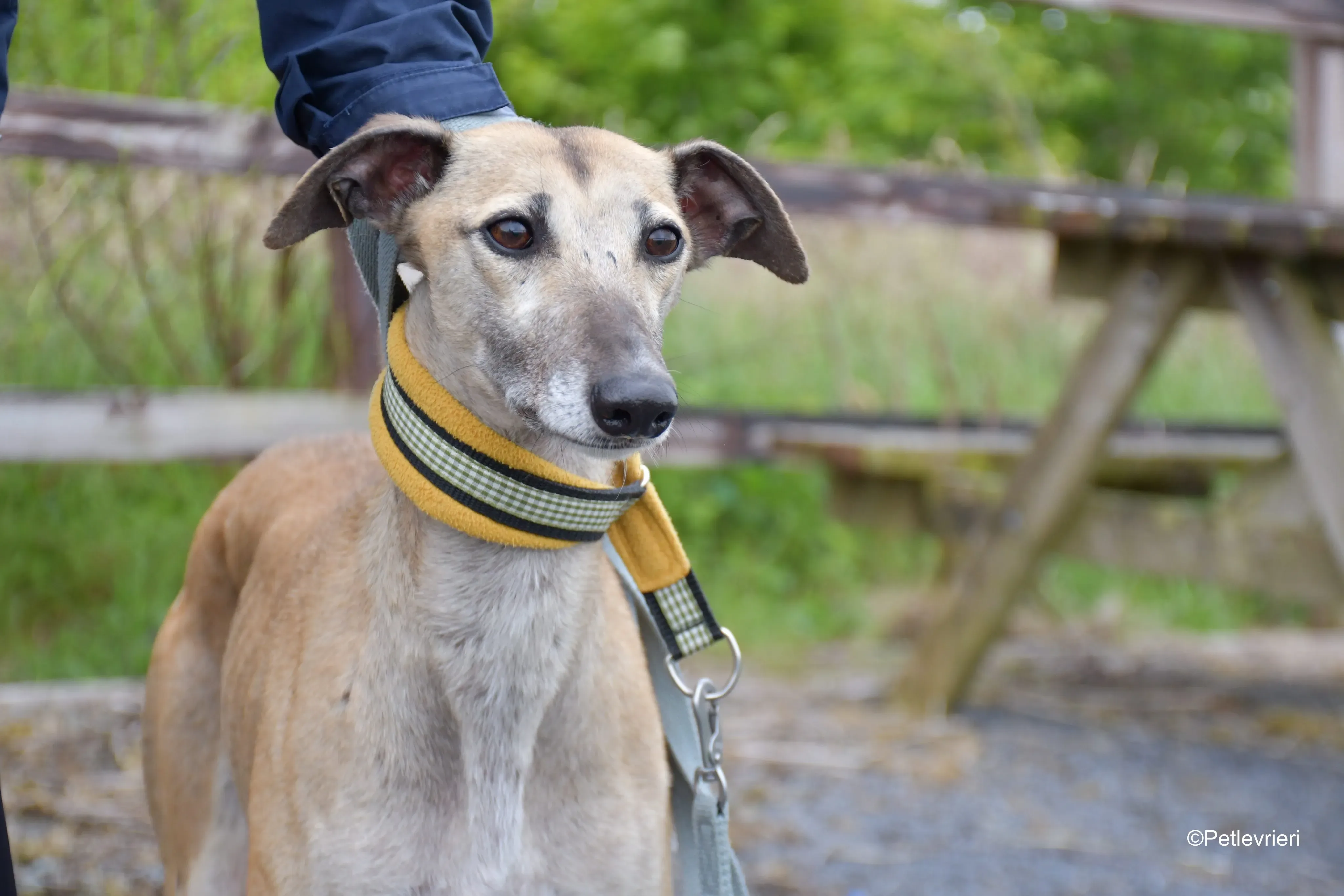 Cara adozione levrieri greyhound 12