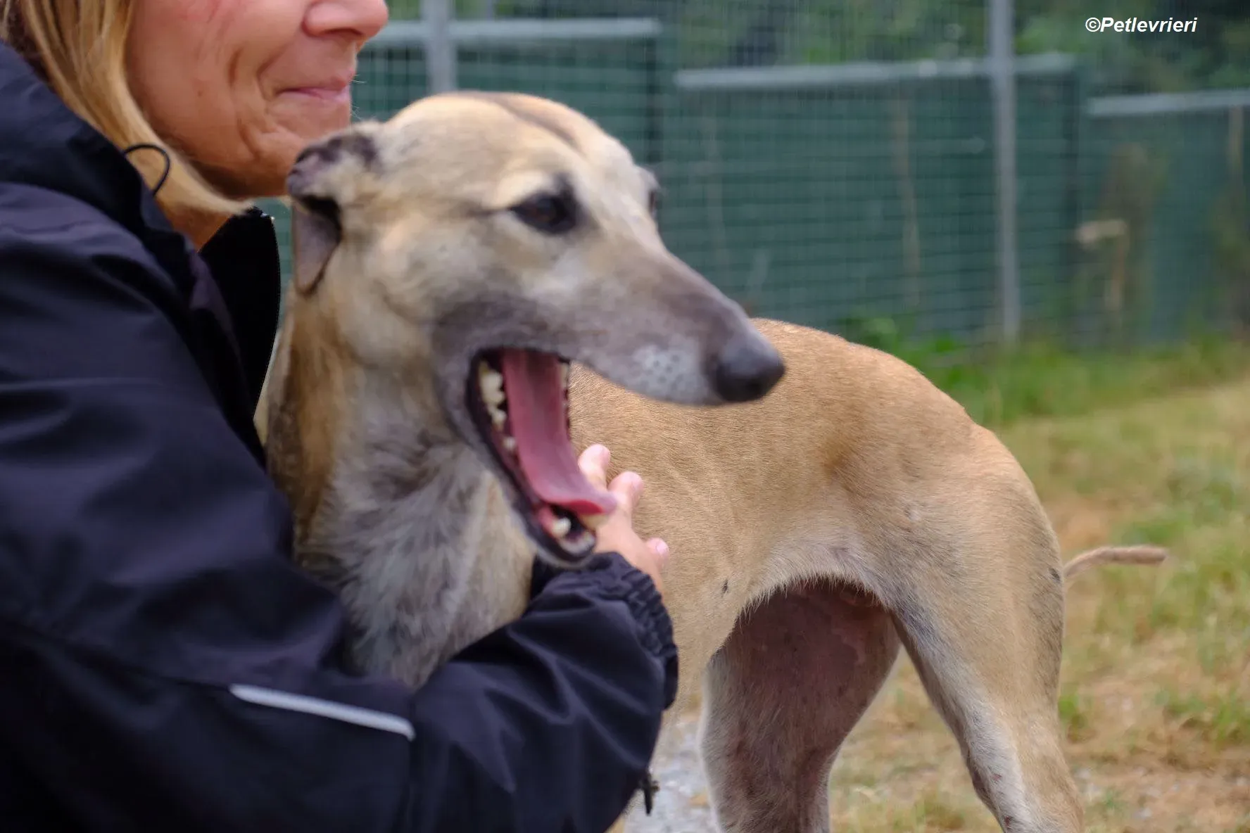 Cara adozione levrieri greyhound 13