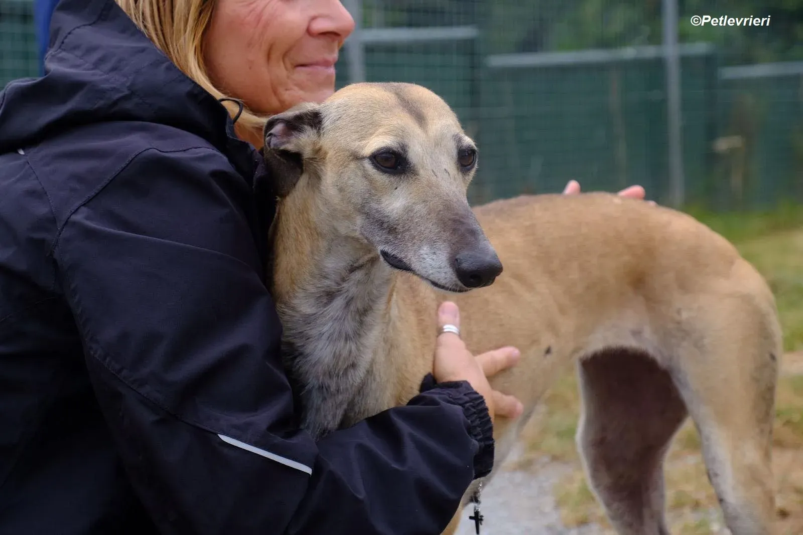 Cara adozione levrieri greyhound 14