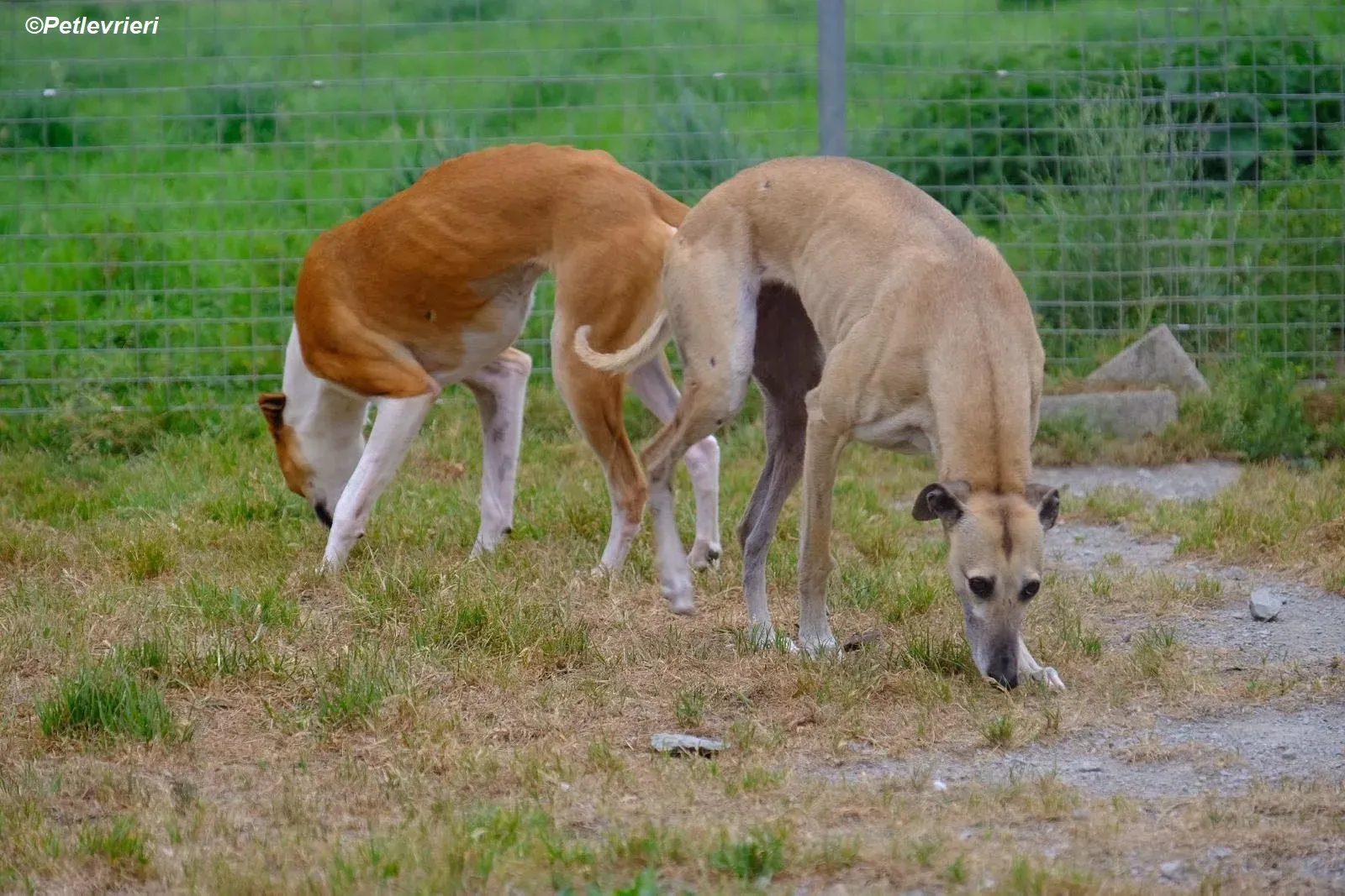 Cara adozione levrieri greyhound 15
