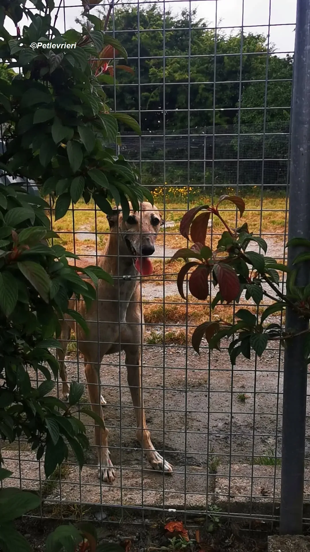 Cara adozione levrieri greyhound 16