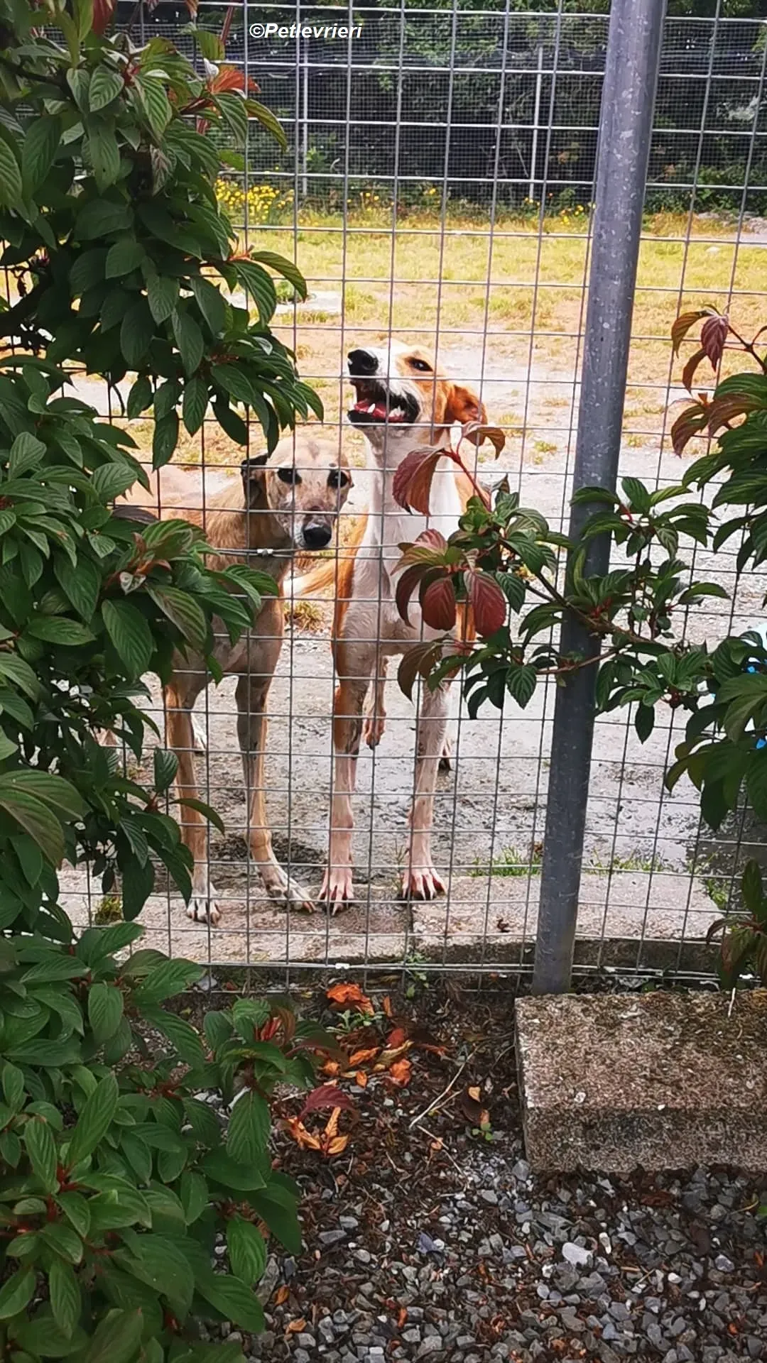 Cara adozione levrieri greyhound 17