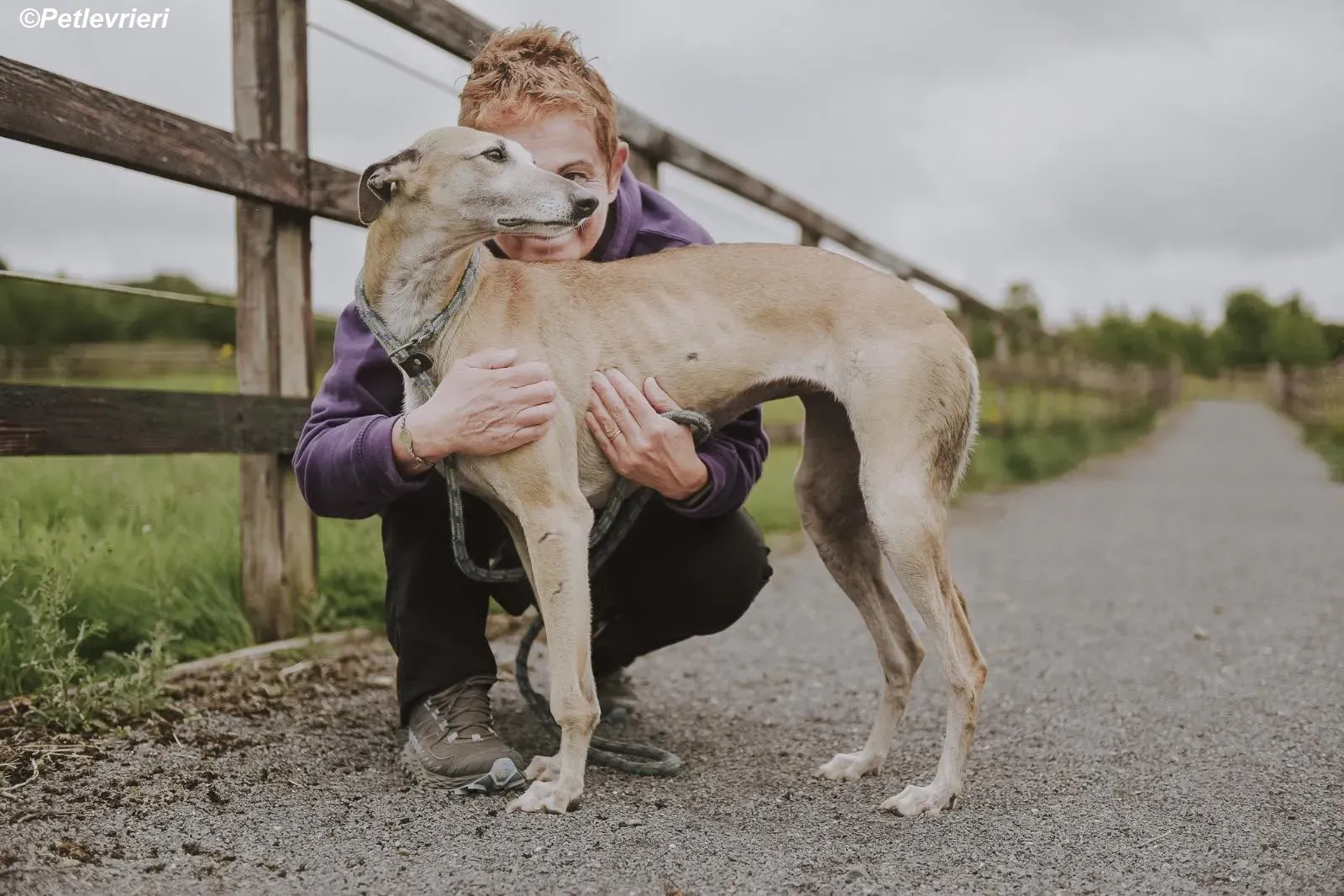Cara adozione levrieri greyhound 18