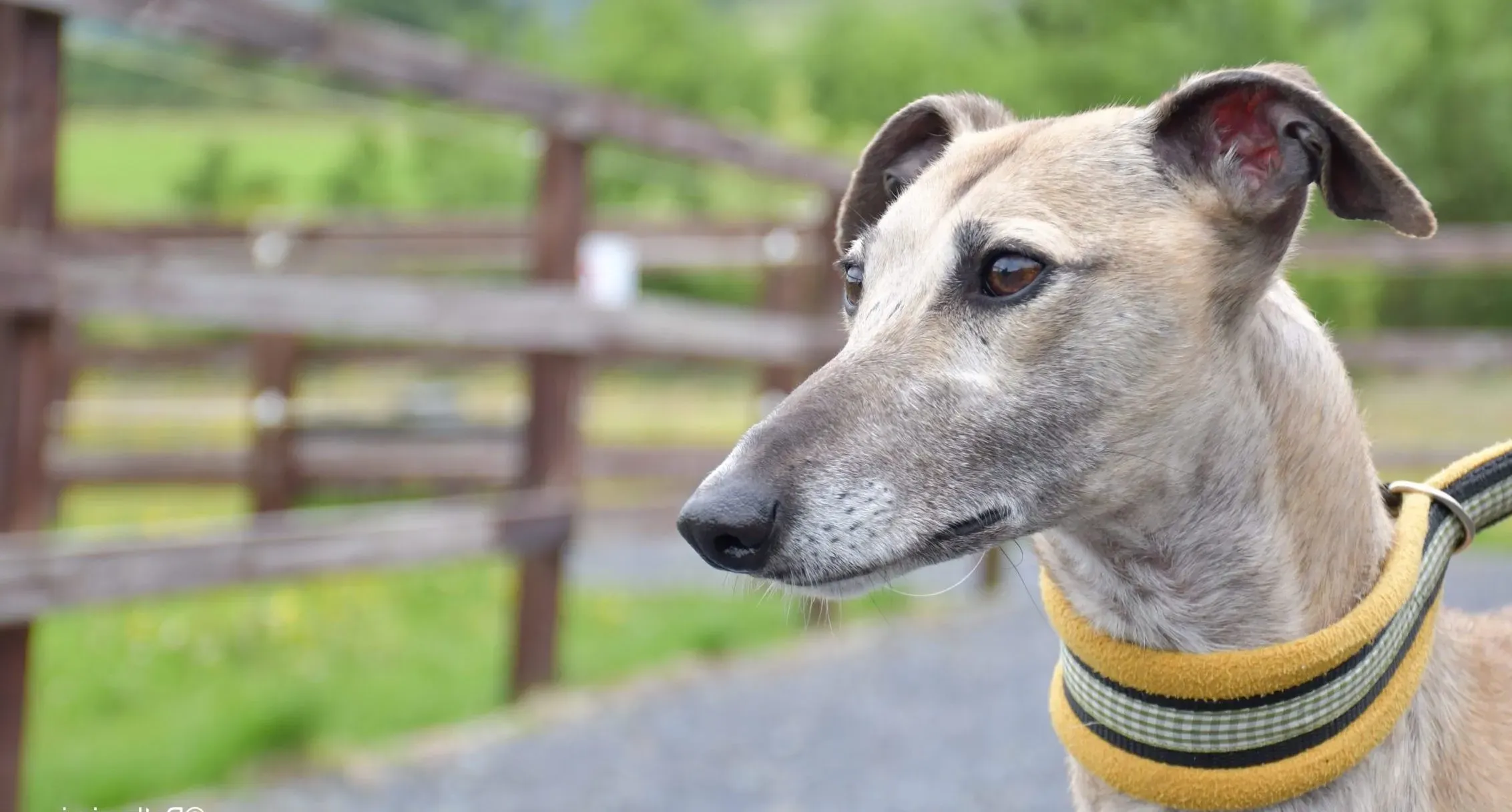 Cara adozione levrieri greyhound 2 scaled e1657378627461