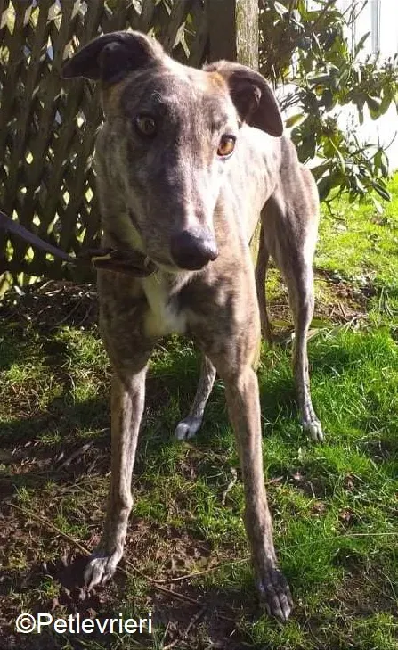 Cara adozione levrieri greyhound 2