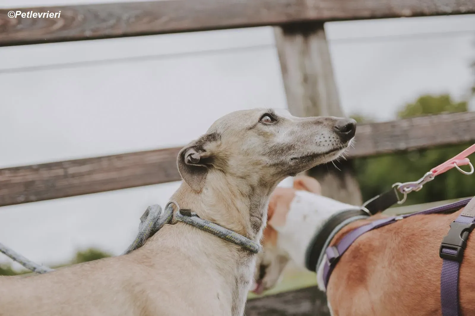 Cara adozione levrieri greyhound 19