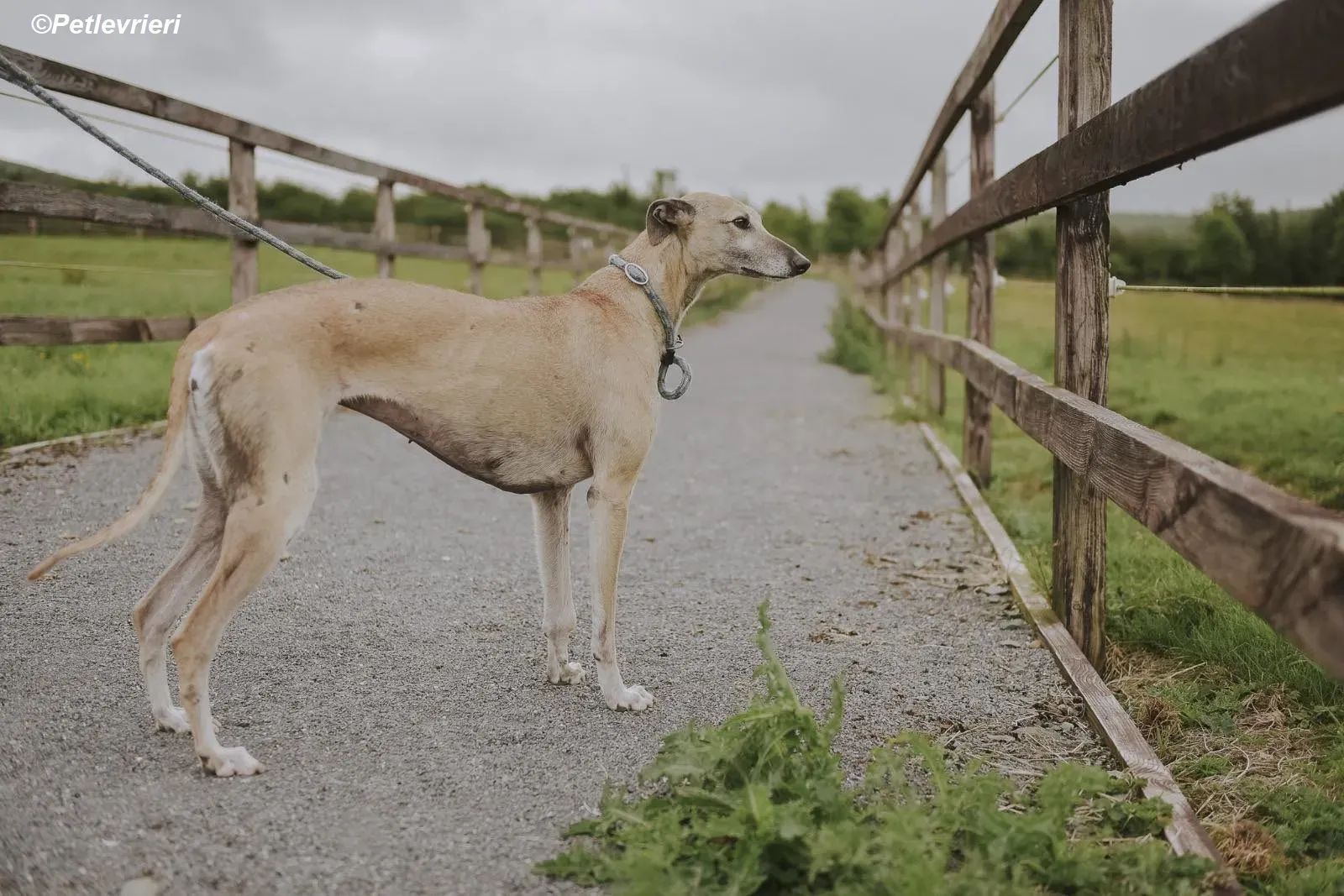 Cara adozione levrieri greyhound 20