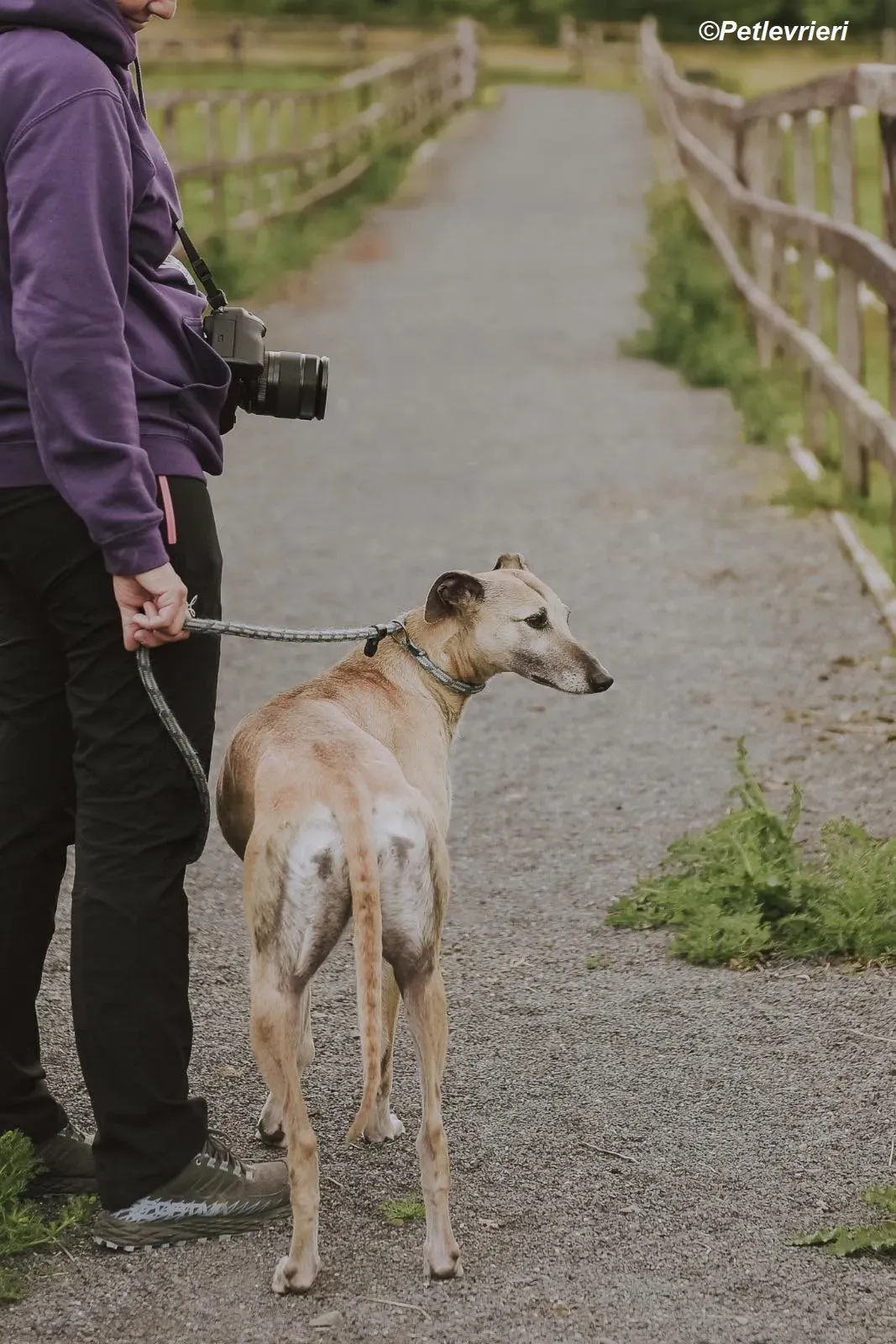 Cara adozione levrieri greyhound 21