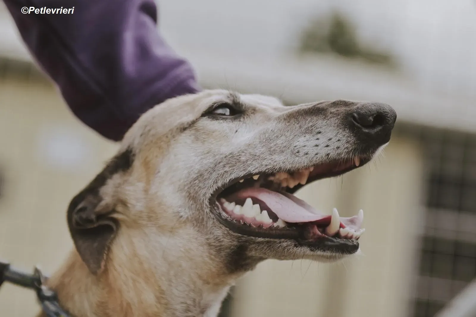 Cara adozione levrieri greyhound 22