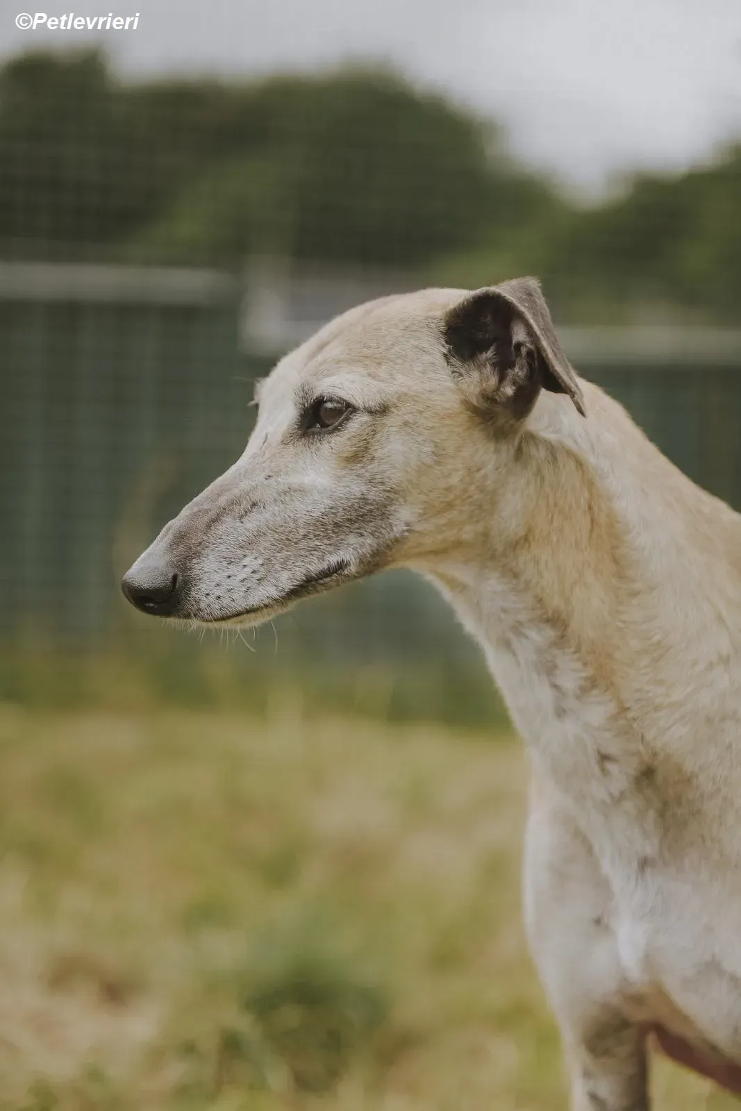 Cara adozione levrieri greyhound 23