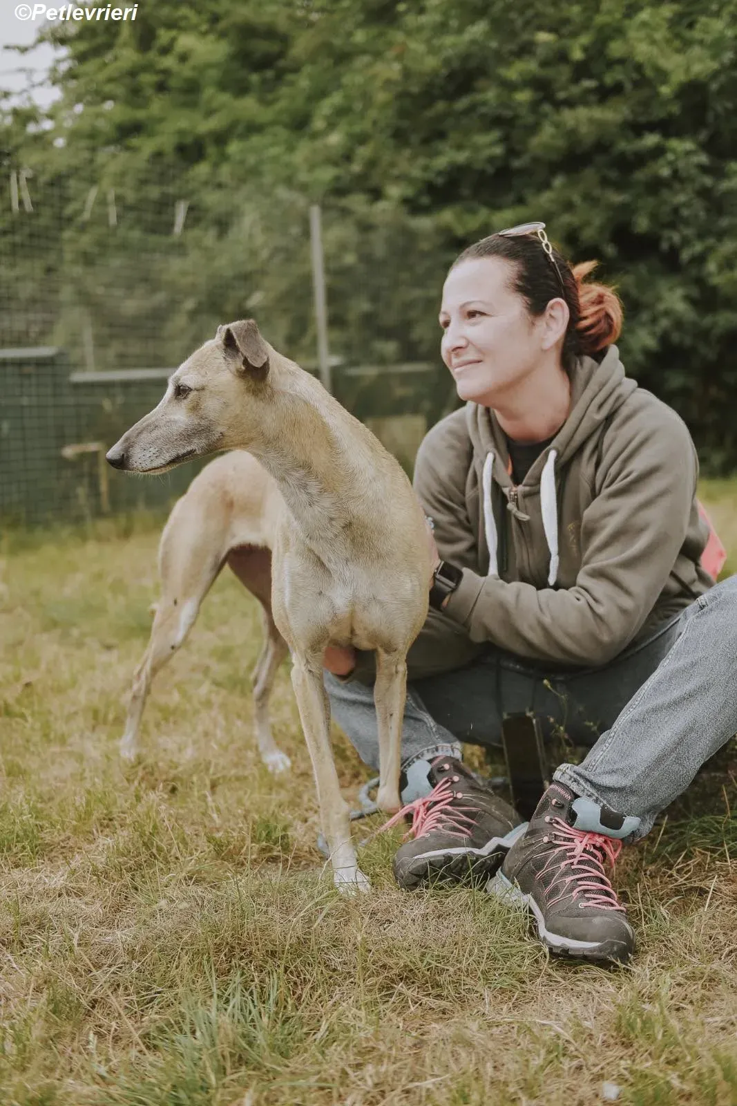 Cara adozione levrieri greyhound 24