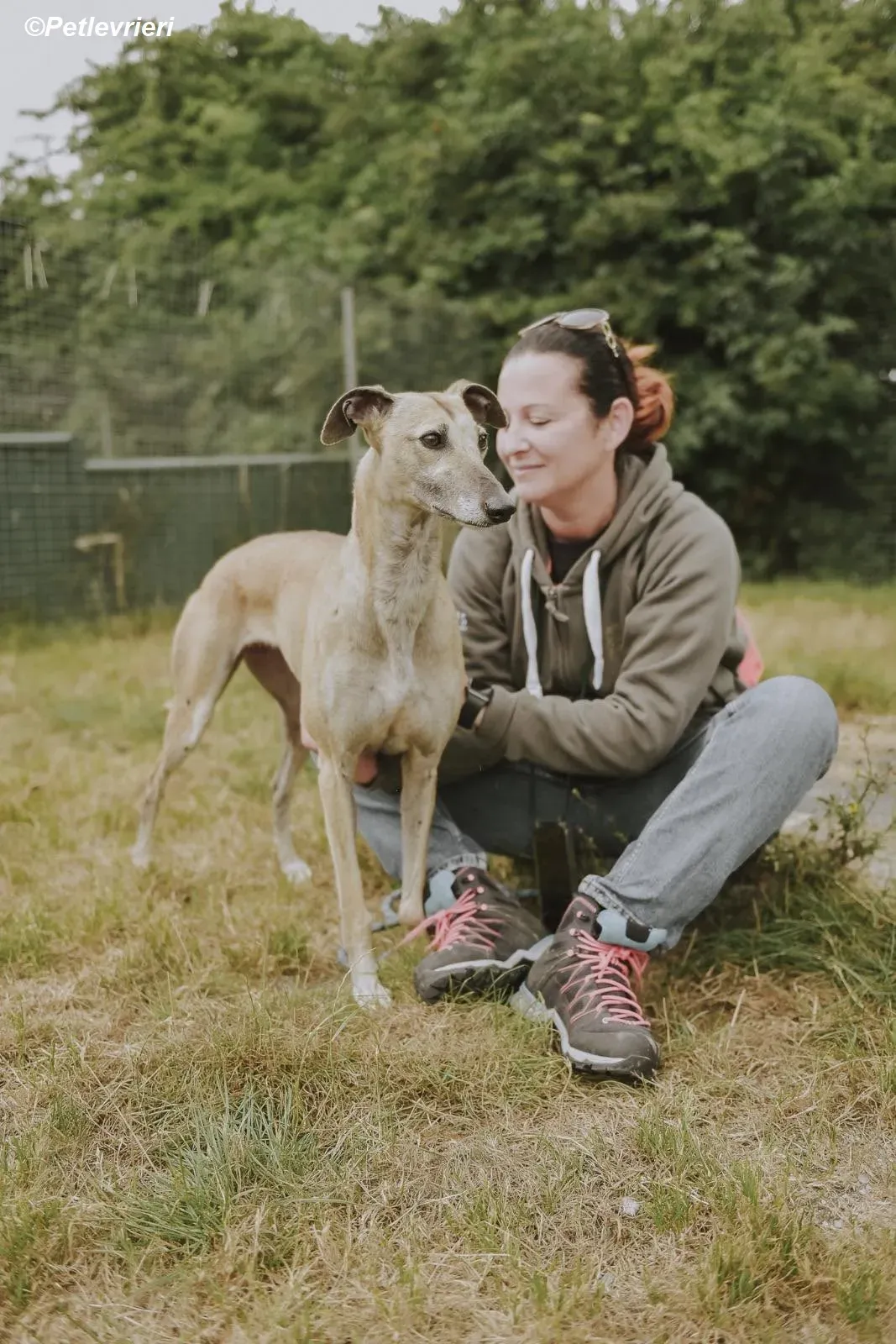 Cara adozione levrieri greyhound 25