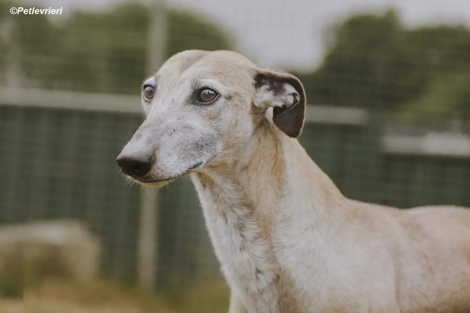 Cara adozione levrieri greyhound 26