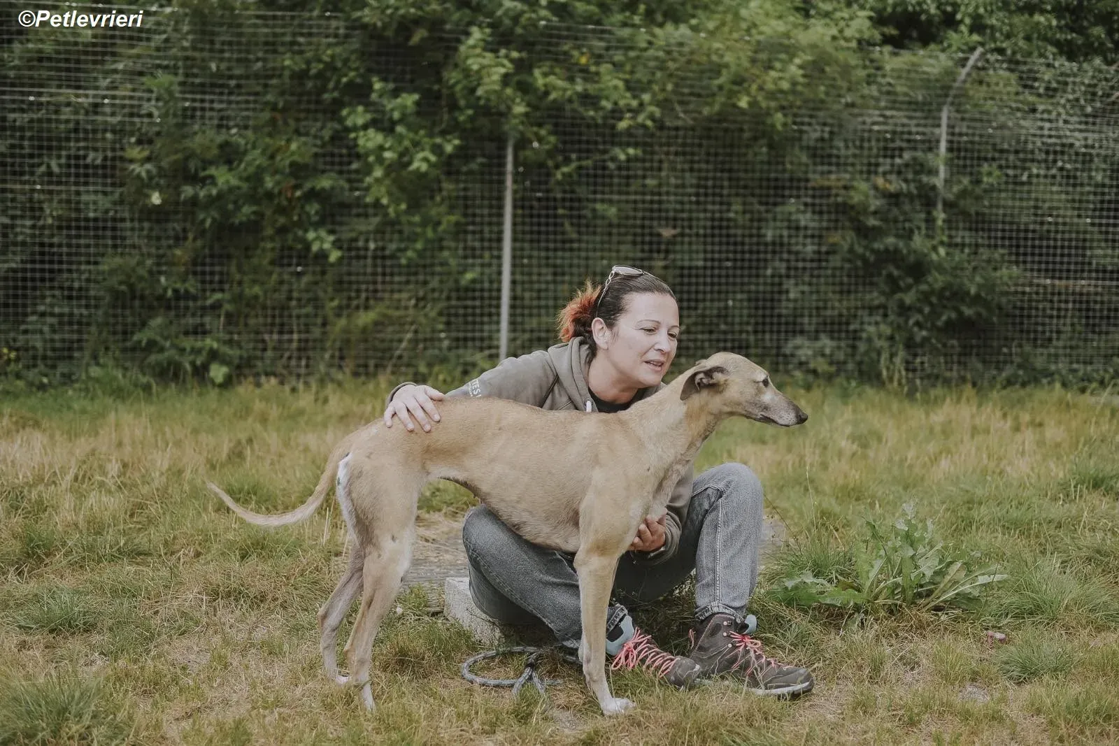 Cara adozione levrieri greyhound 27