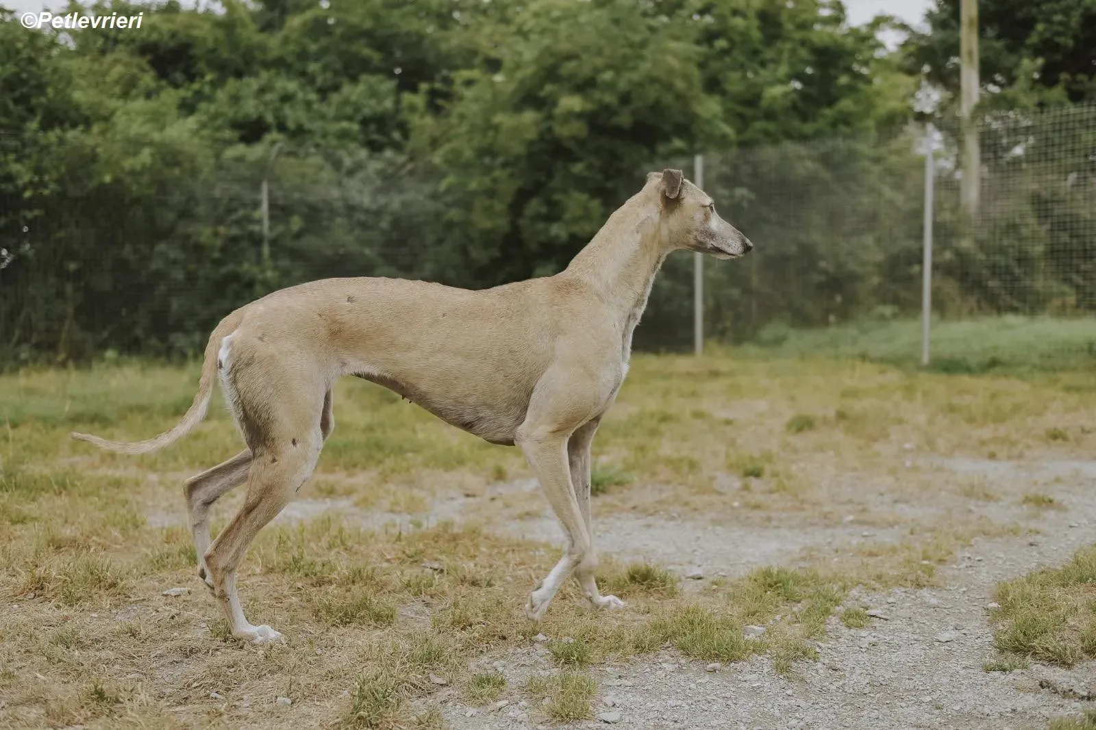 Cara adozione levrieri greyhound 28