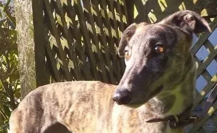 Cara adozione levrieri greyhound 3 e1614325507590