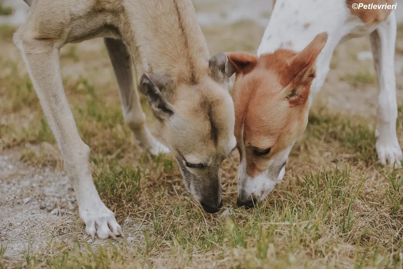 Cara adozione levrieri greyhound 29
