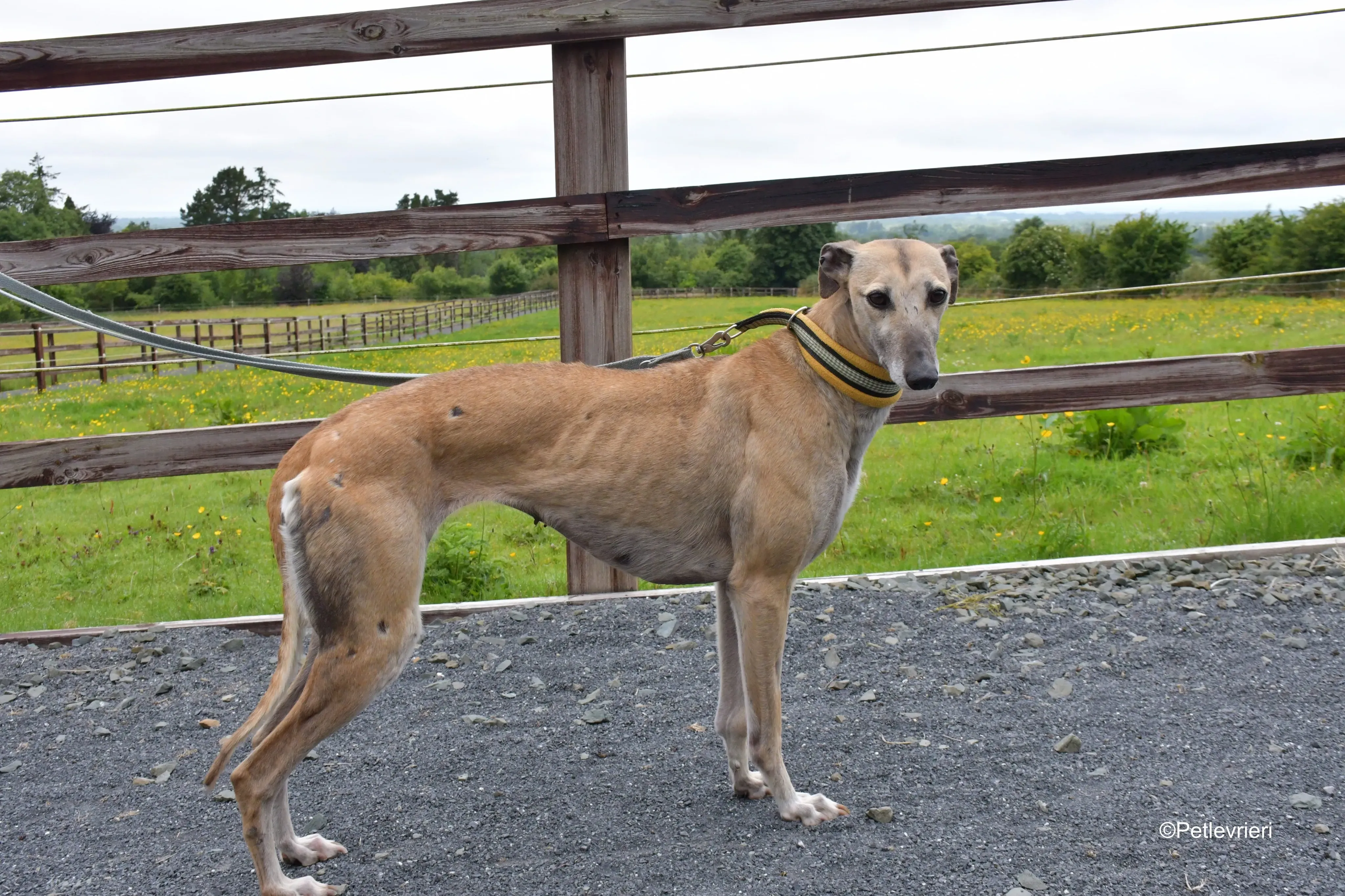 Cara adozione levrieri greyhound 7