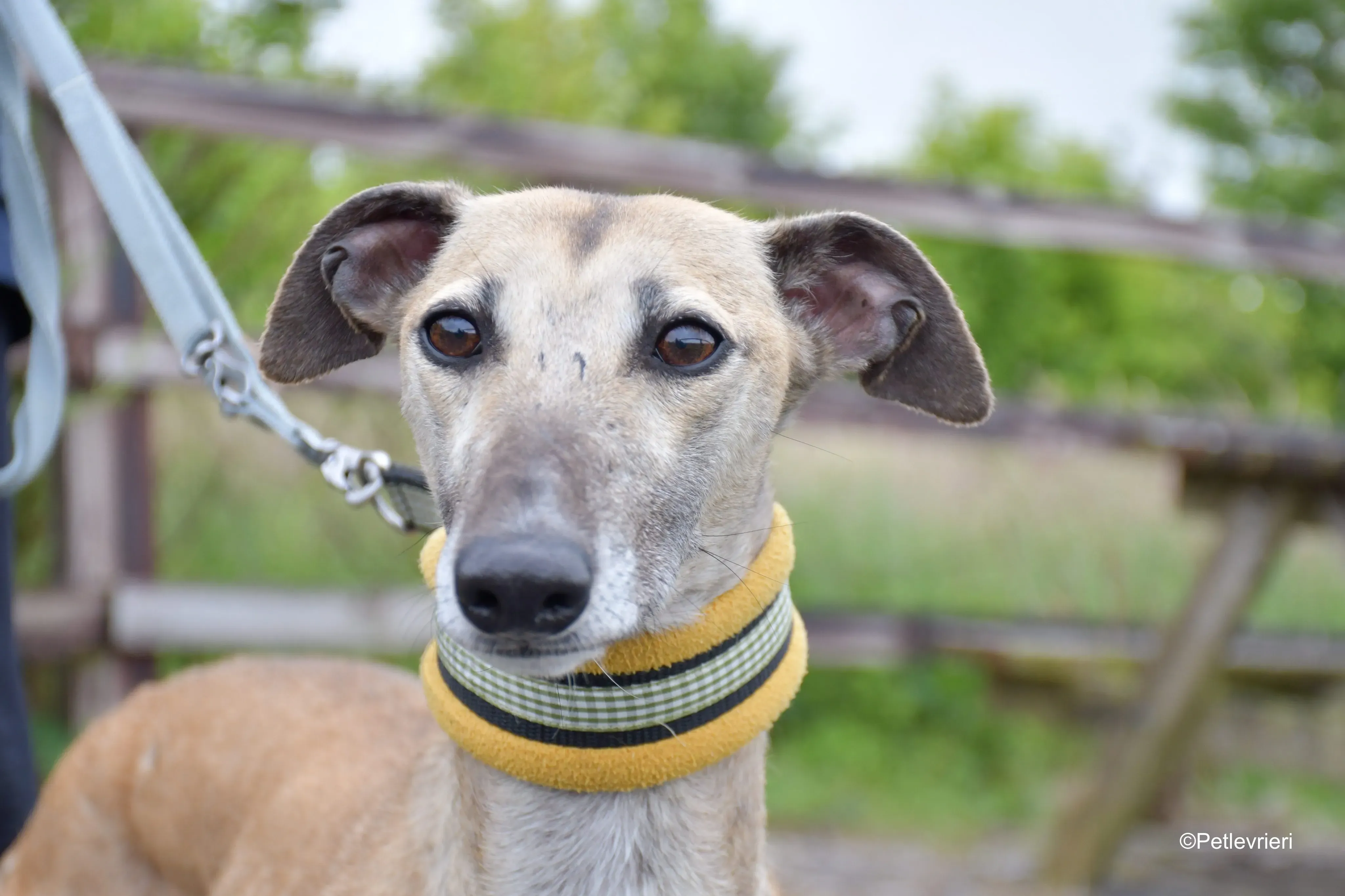 Cara adozione levrieri greyhound 8