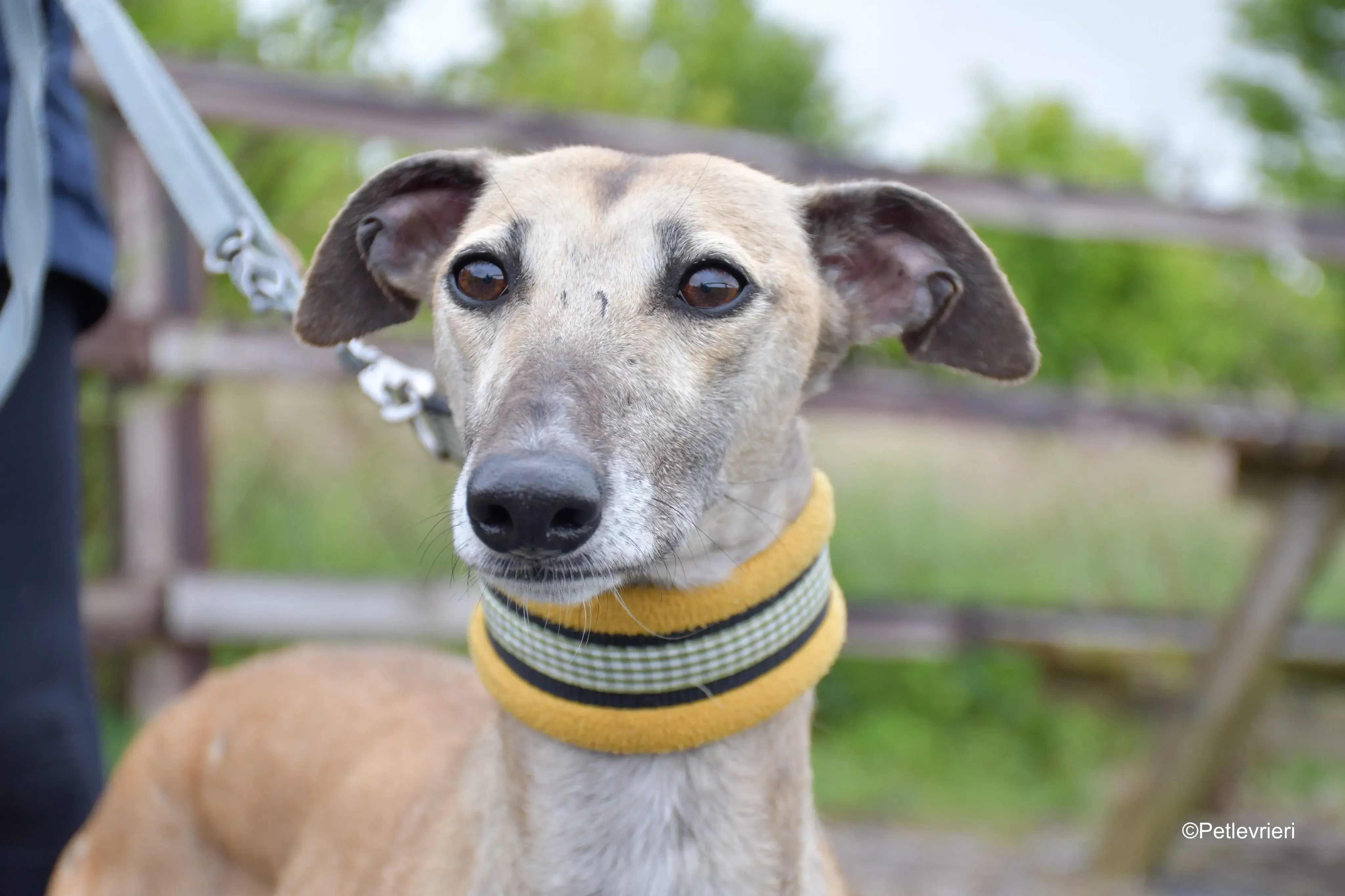 Cara adozione levrieri greyhound 9