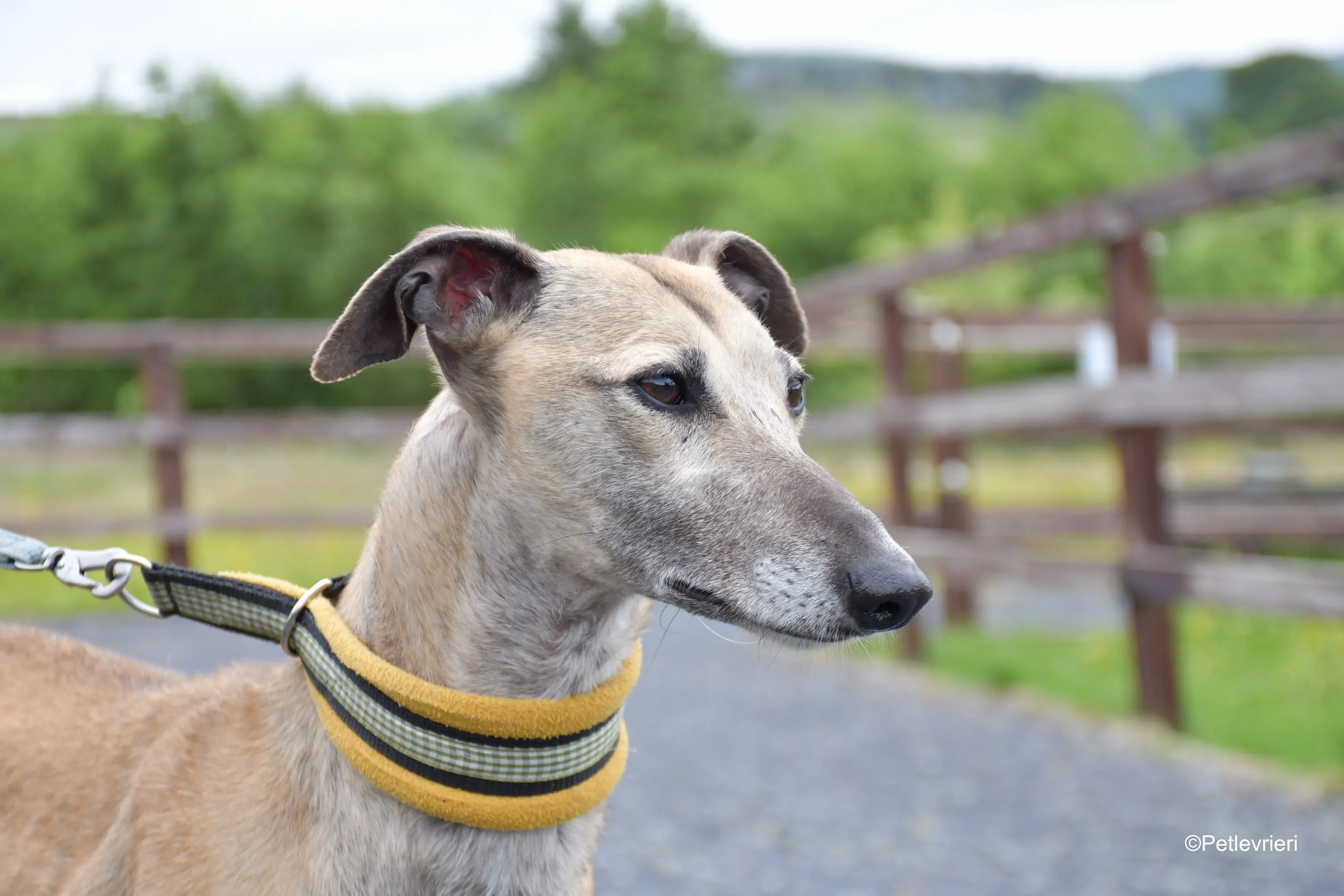 Cara adozione levrieri greyhound 3