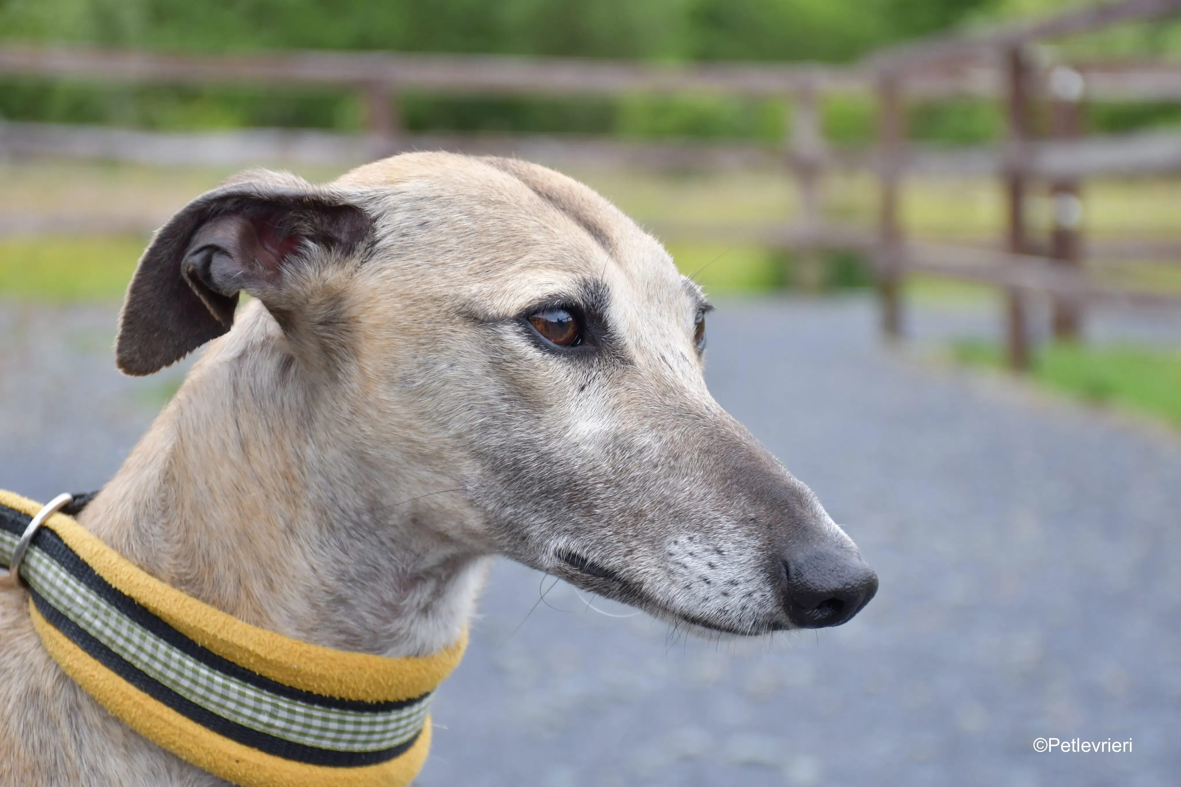 Cara adozione levrieri greyhound 4