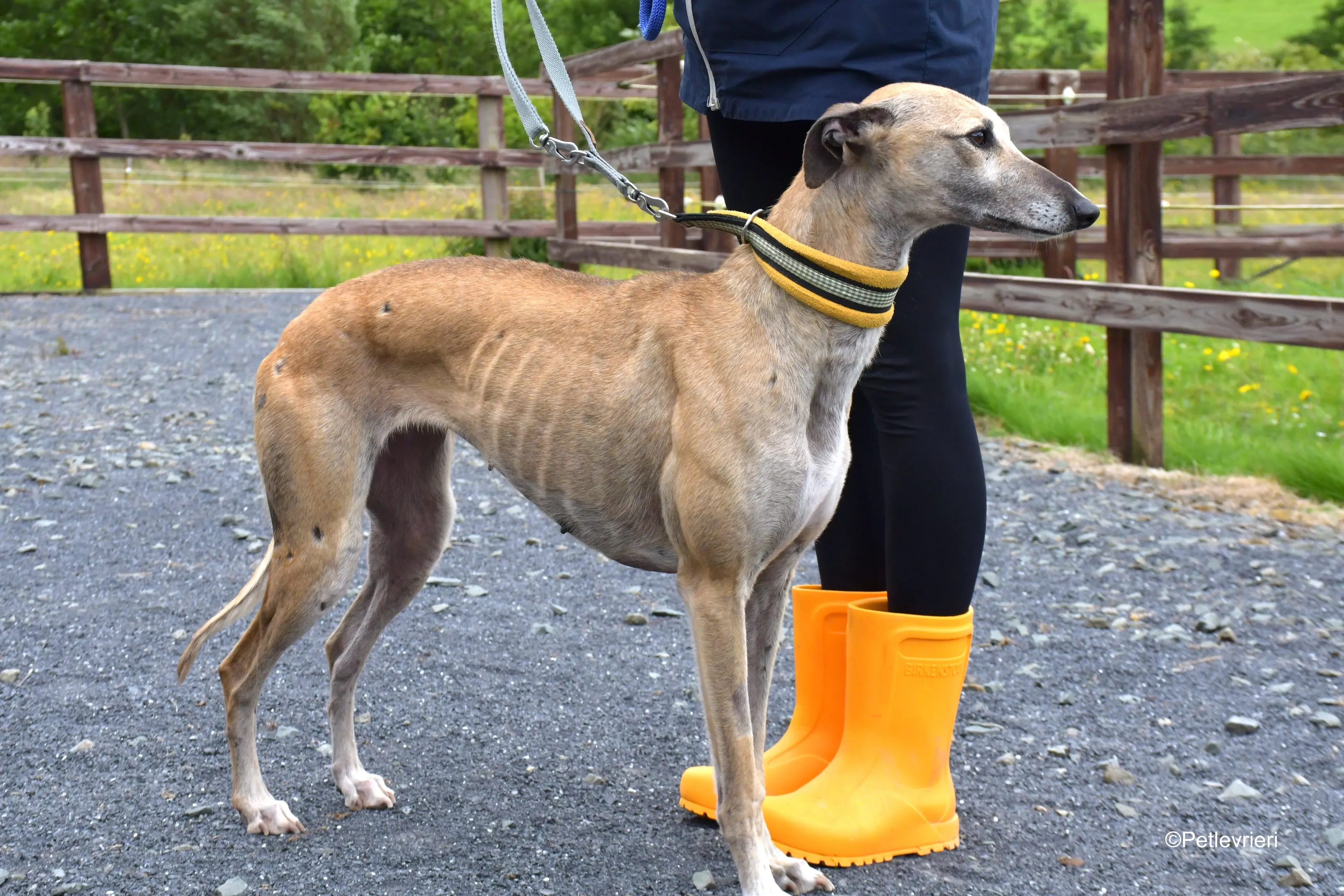 Cara adozione levrieri greyhound 5