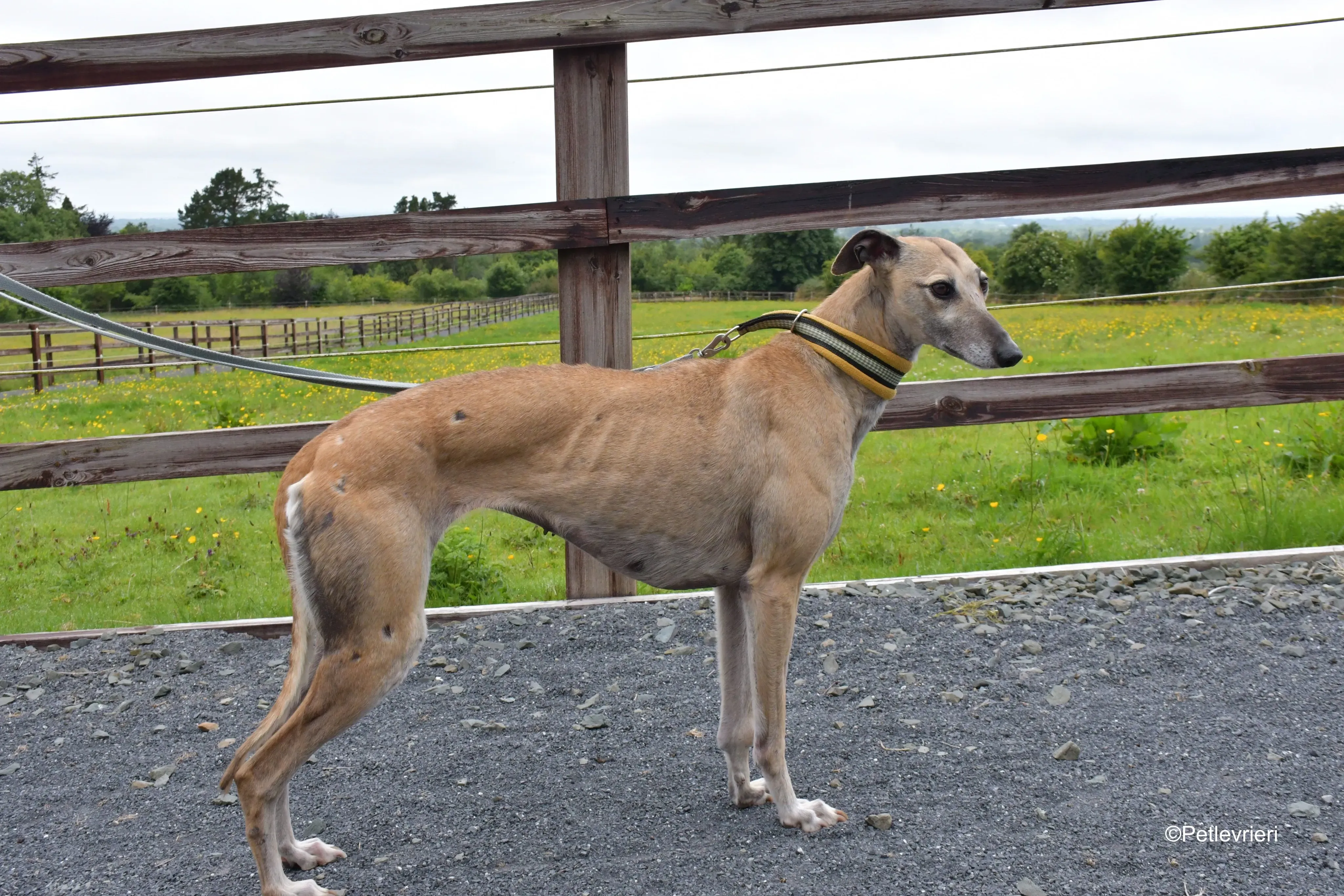 Cara adozione levrieri greyhound 6