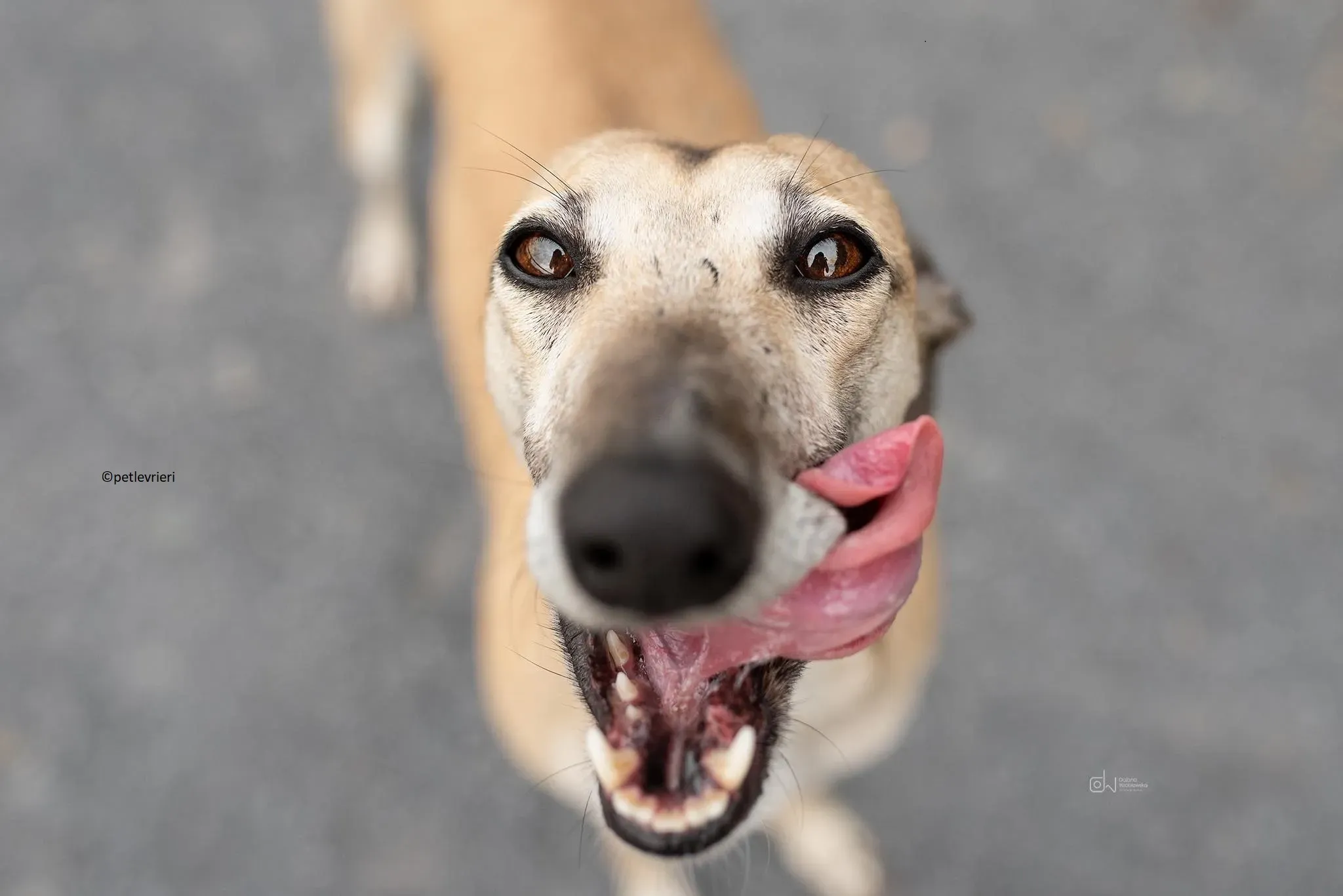Cara adozione levriero lurcher 1