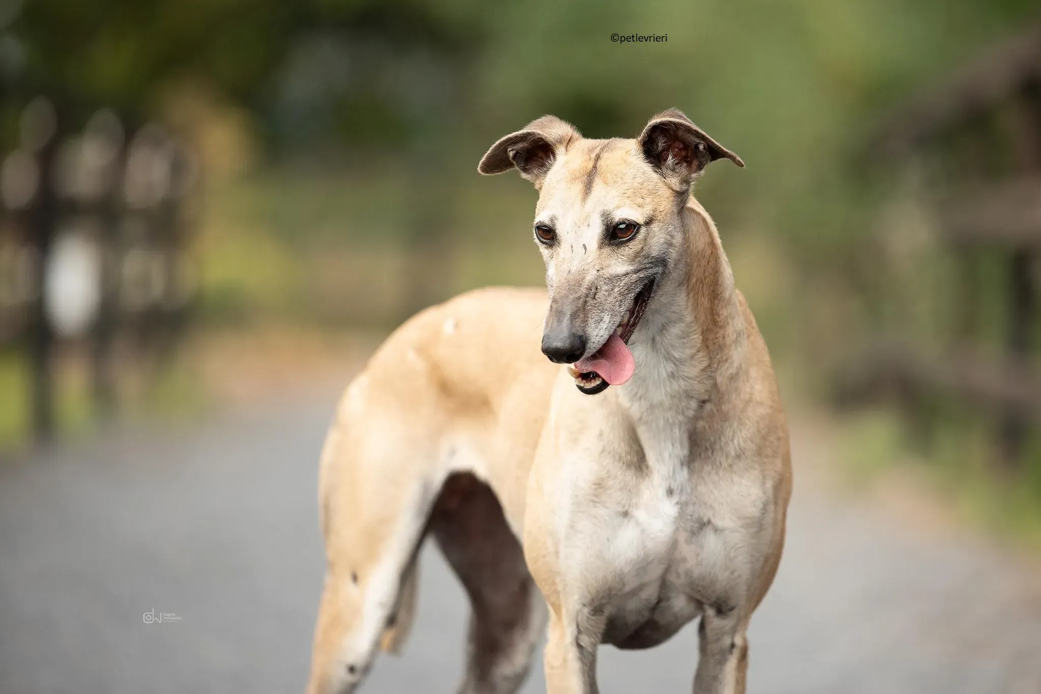 Cara adozione levriero lurcher 2