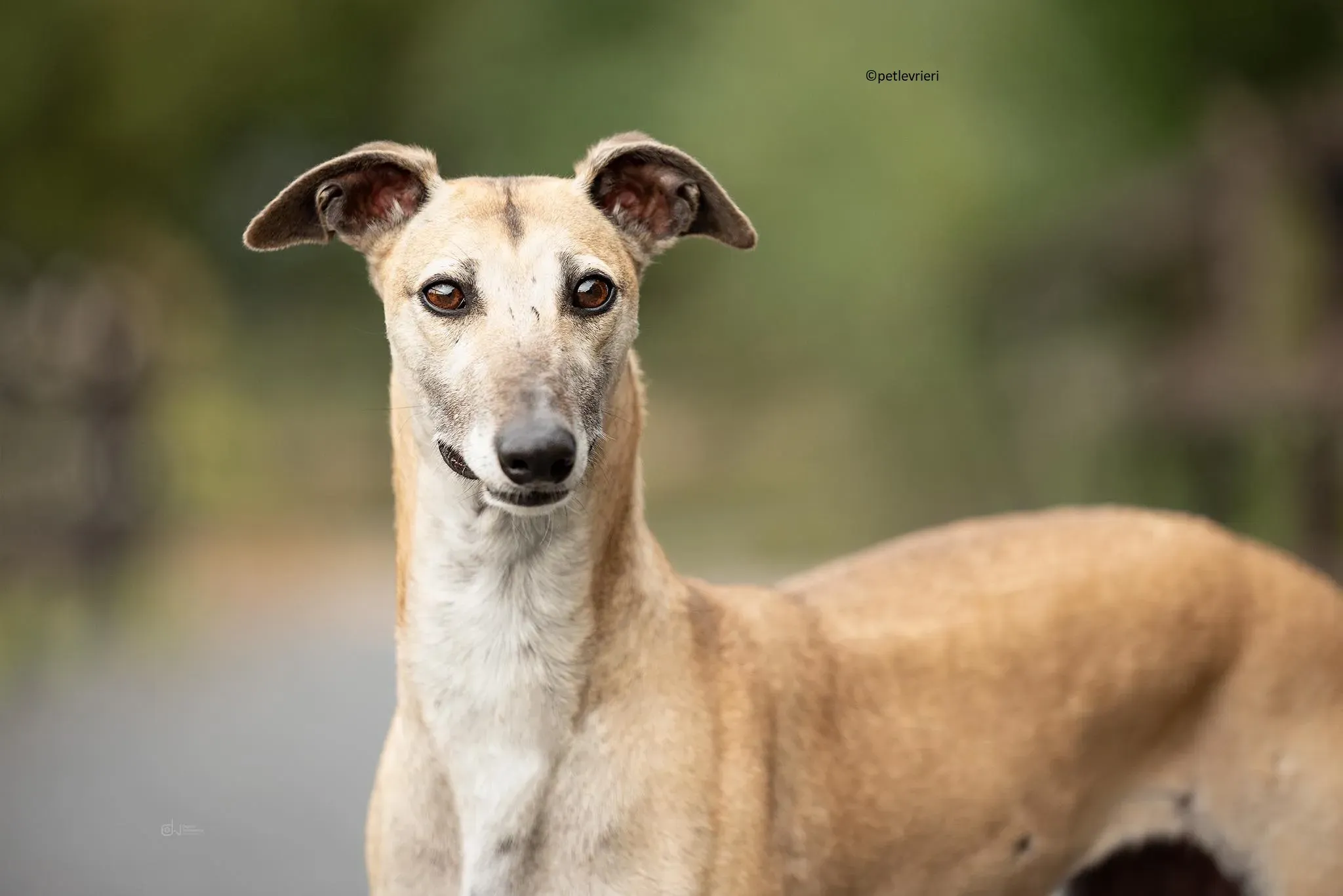 Cara adozione levriero lurcher 3