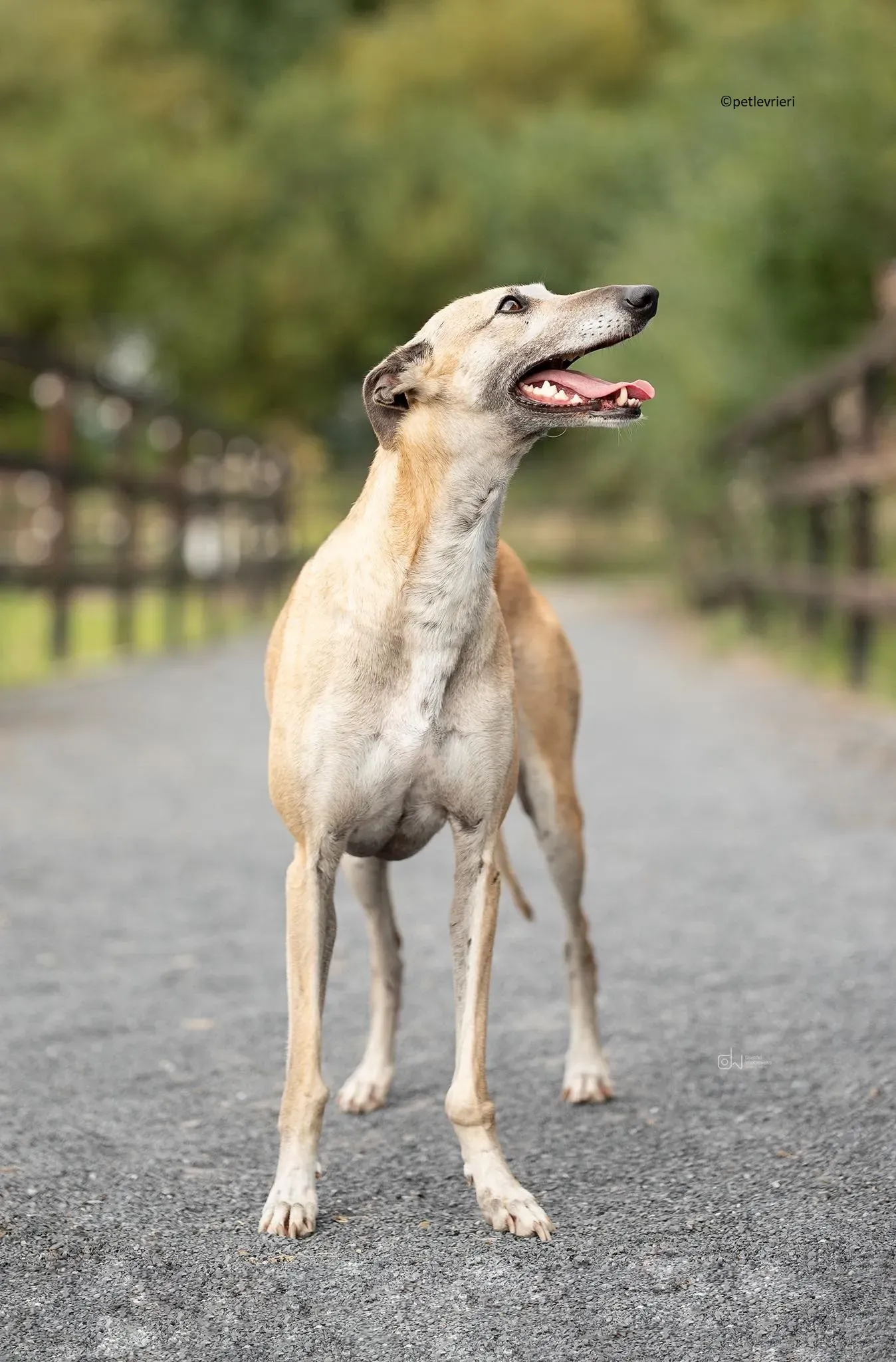 Cara adozione levriero lurcher 4