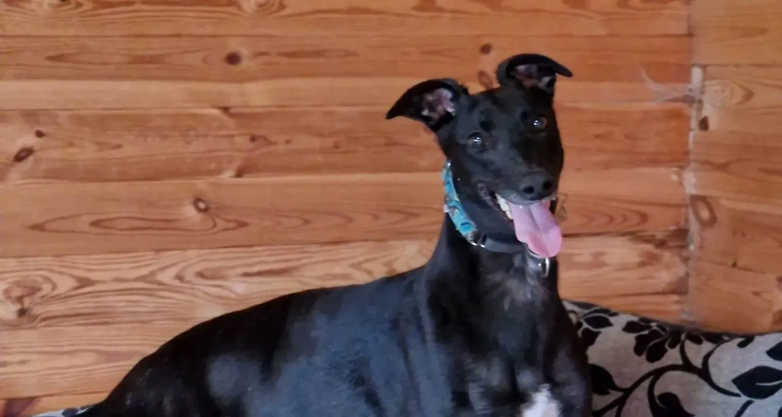 Caraboa adozione levrieri greyhound 1 e1683612357359