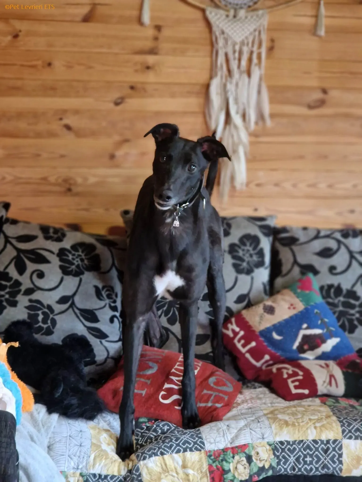 Caraboa adozione levrieri greyhound 10
