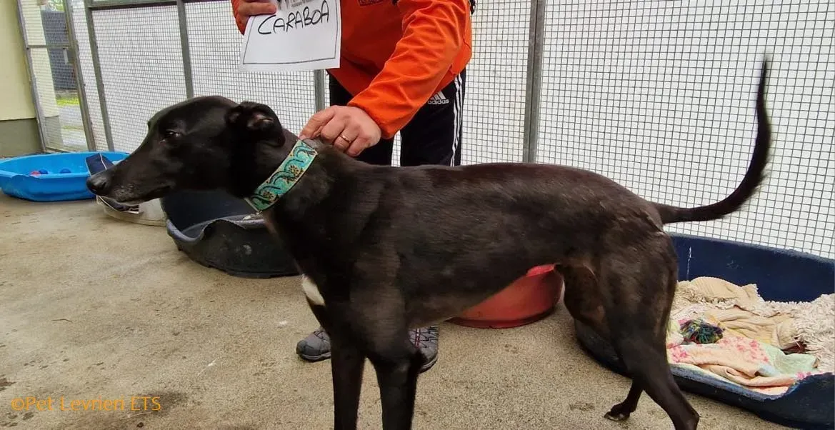 Caraboa adozione levrieri greyhound 11