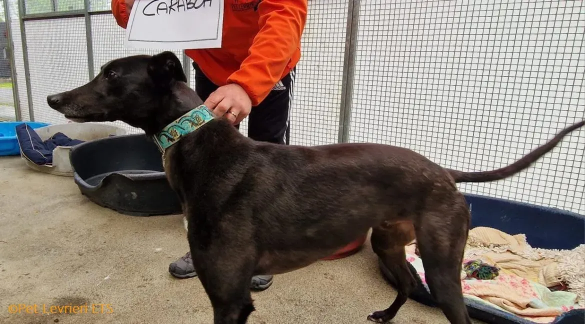 Caraboa adozione levrieri greyhound 12