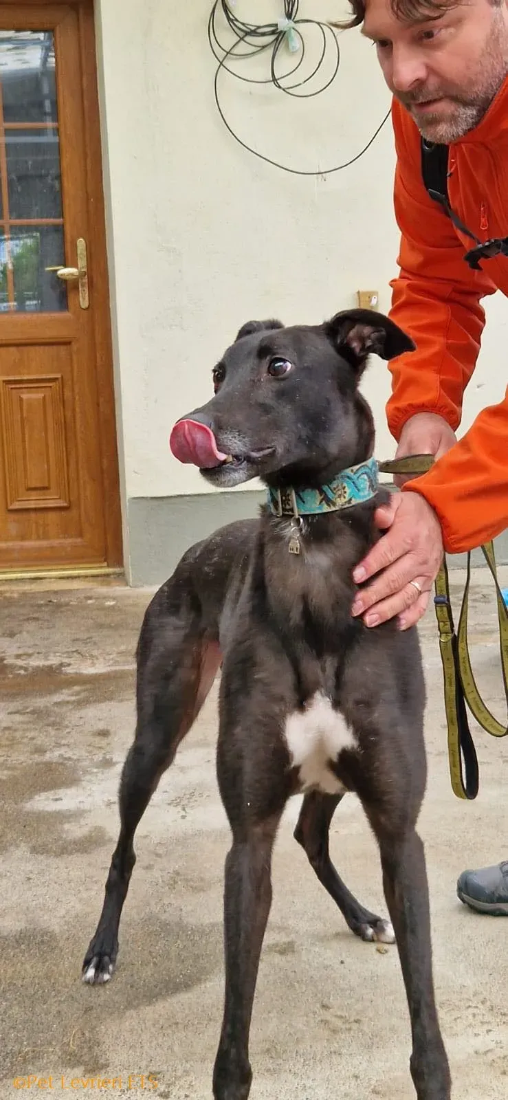 Caraboa adozione levrieri greyhound 14