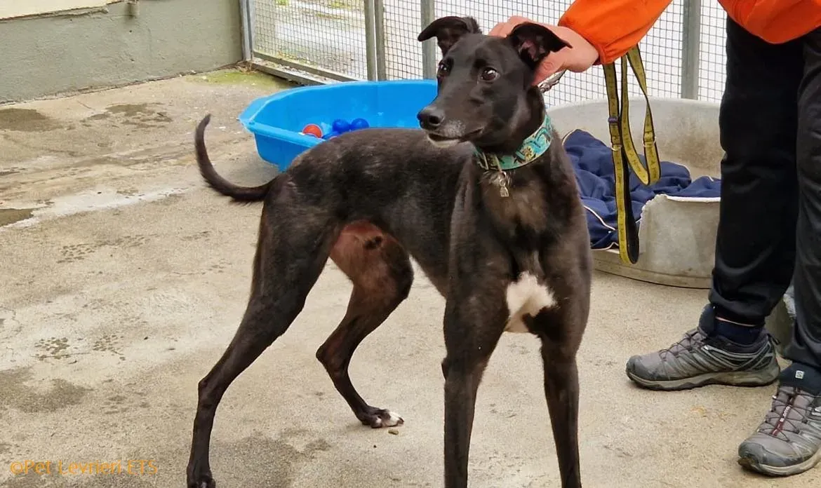 Caraboa adozione levrieri greyhound 17