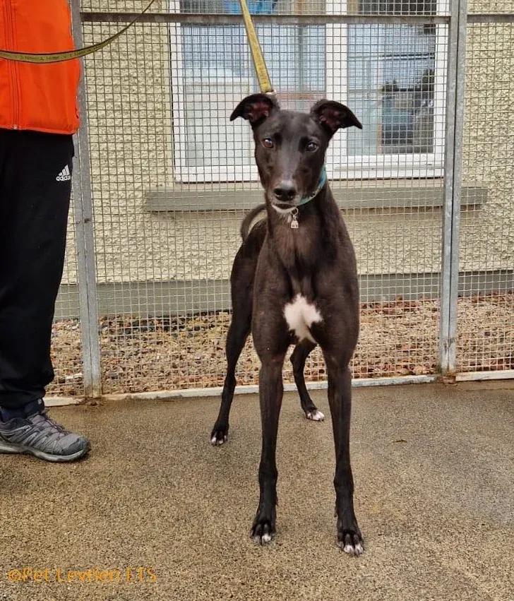 Caraboa adozione levrieri greyhound 19