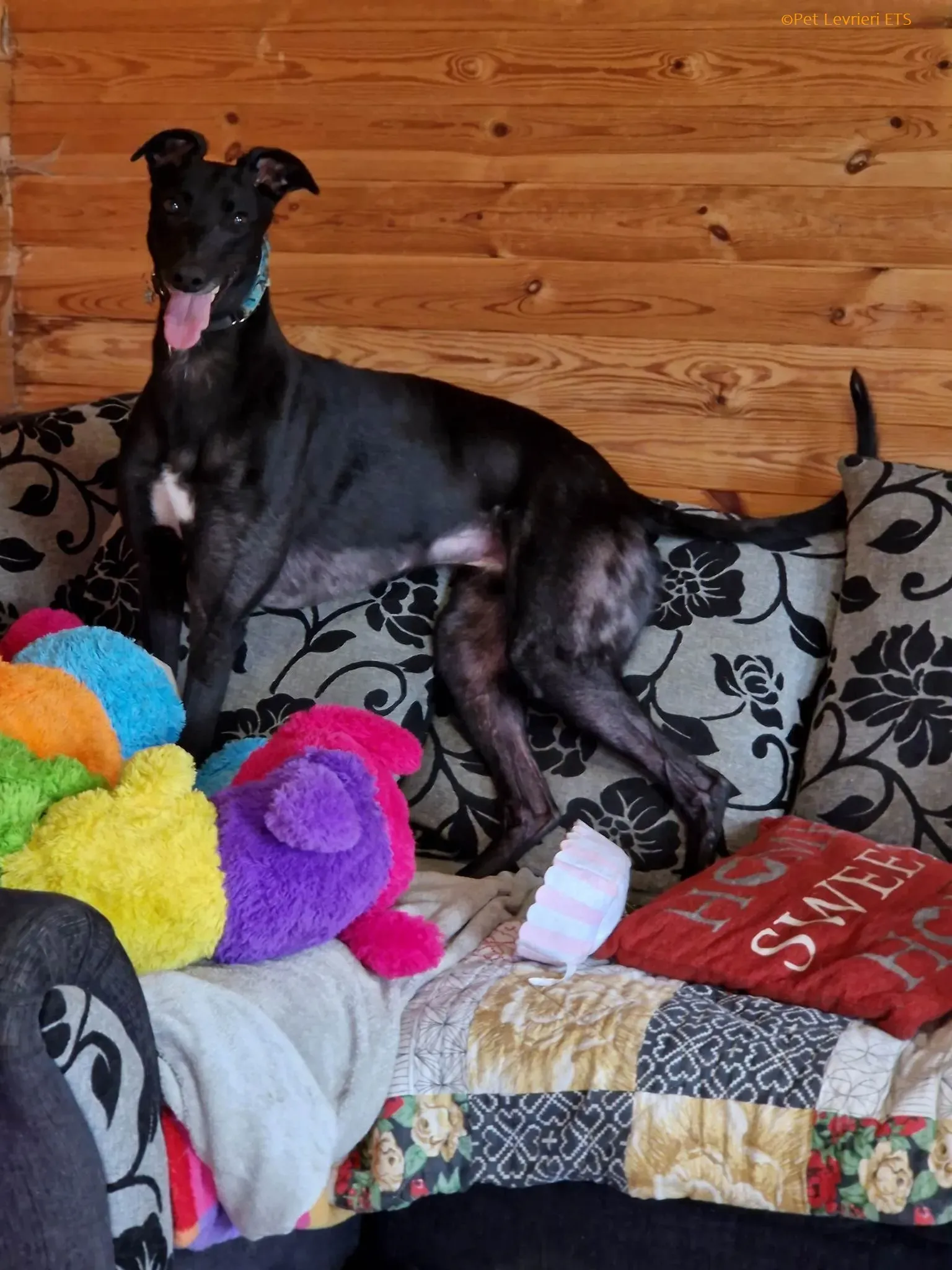 Caraboa adozione levrieri greyhound 2