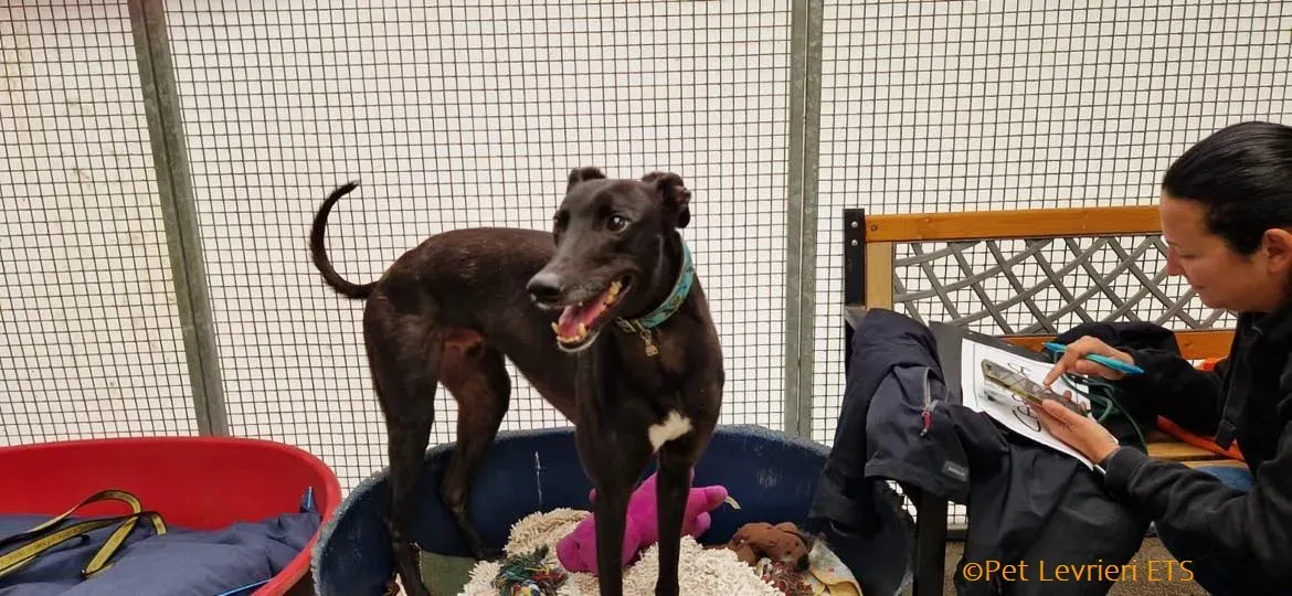 Caraboa adozione levrieri greyhound 20