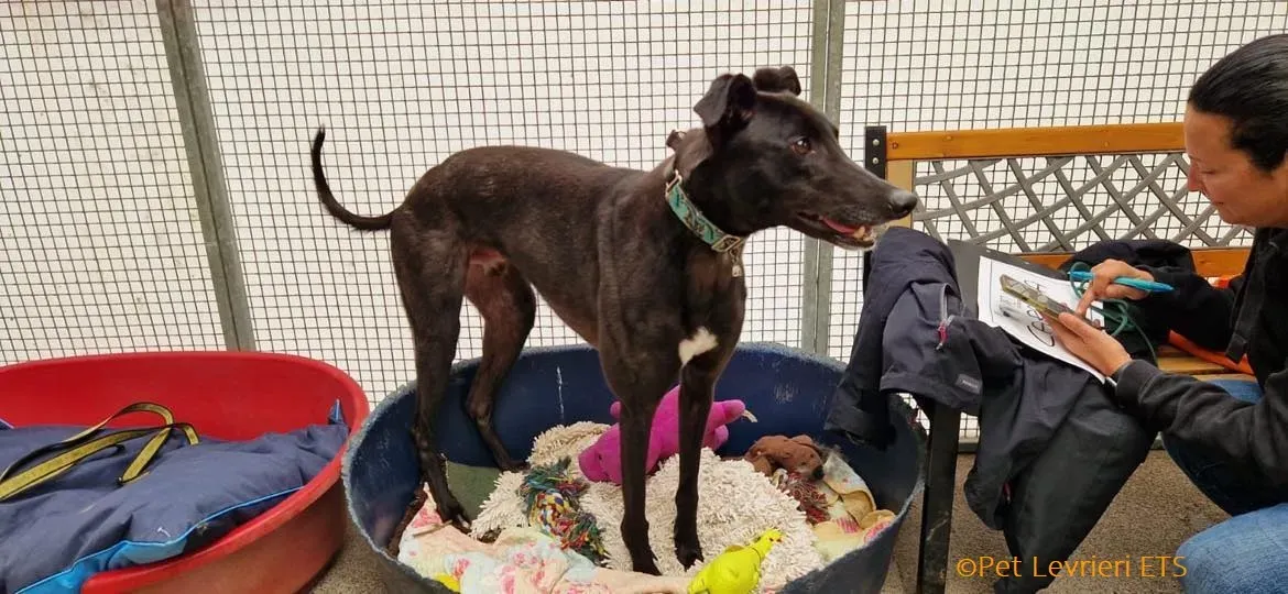 Caraboa adozione levrieri greyhound 21