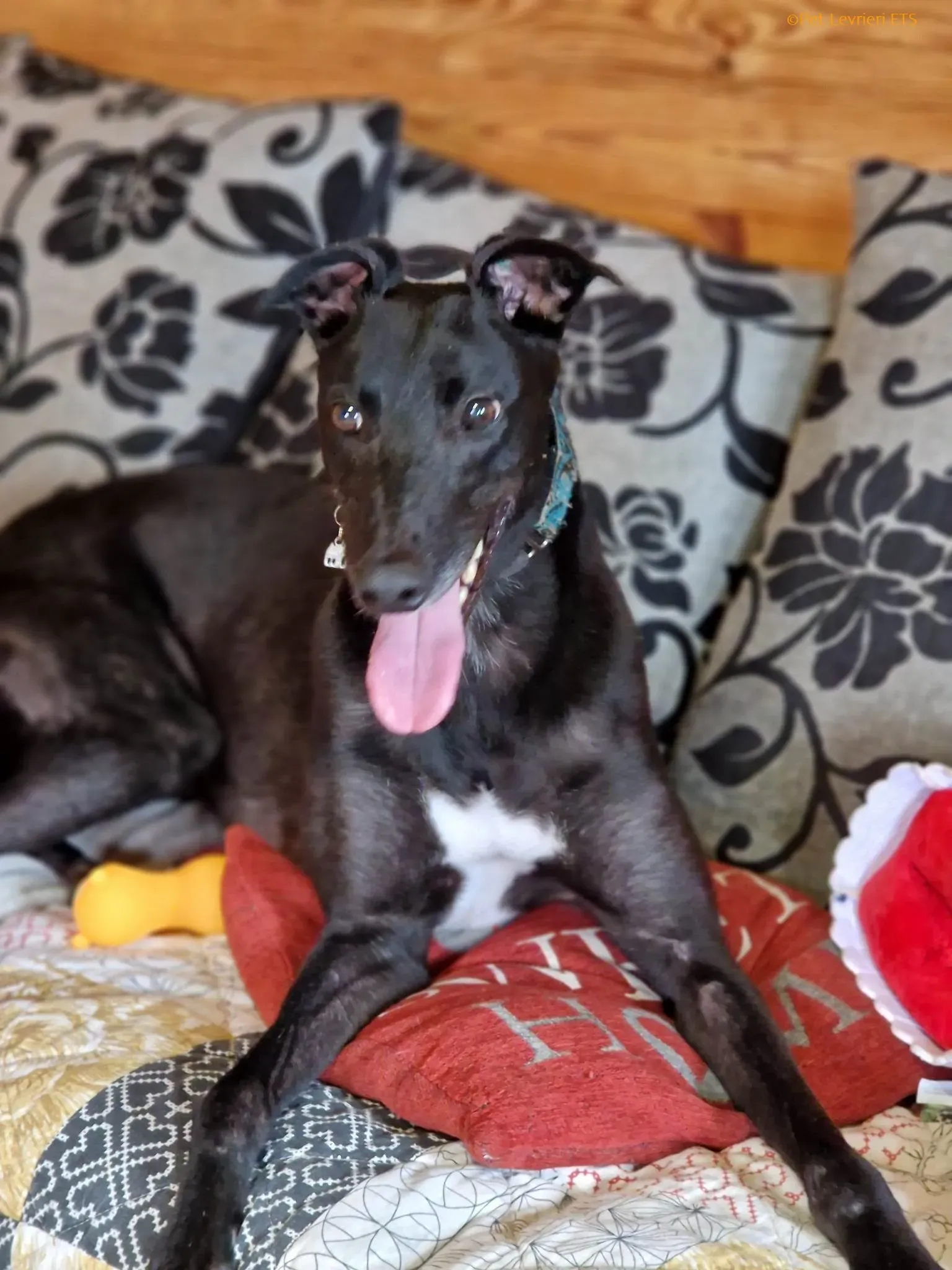 Caraboa adozione levrieri greyhound 3