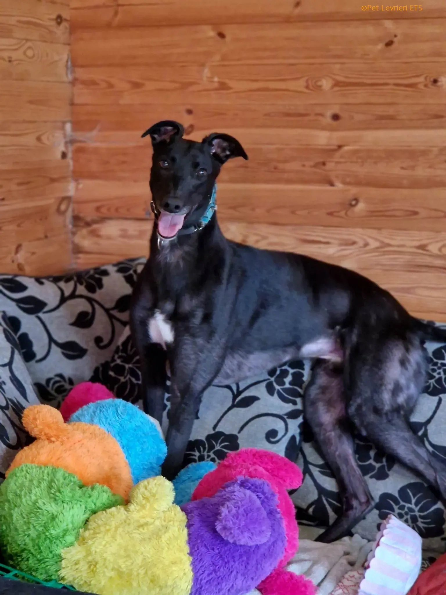 Caraboa adozione levrieri greyhound 4