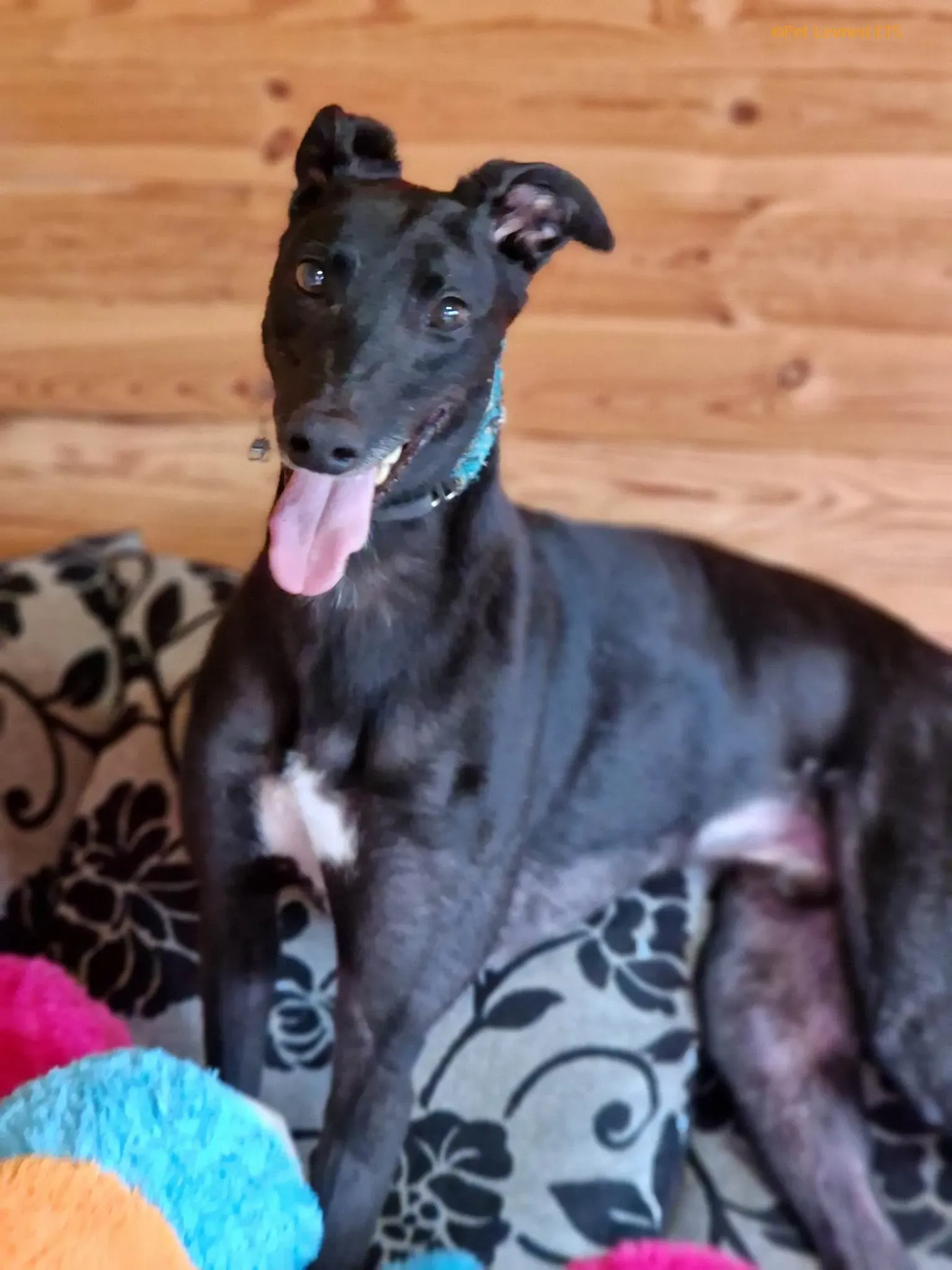 Caraboa adozione levrieri greyhound 5